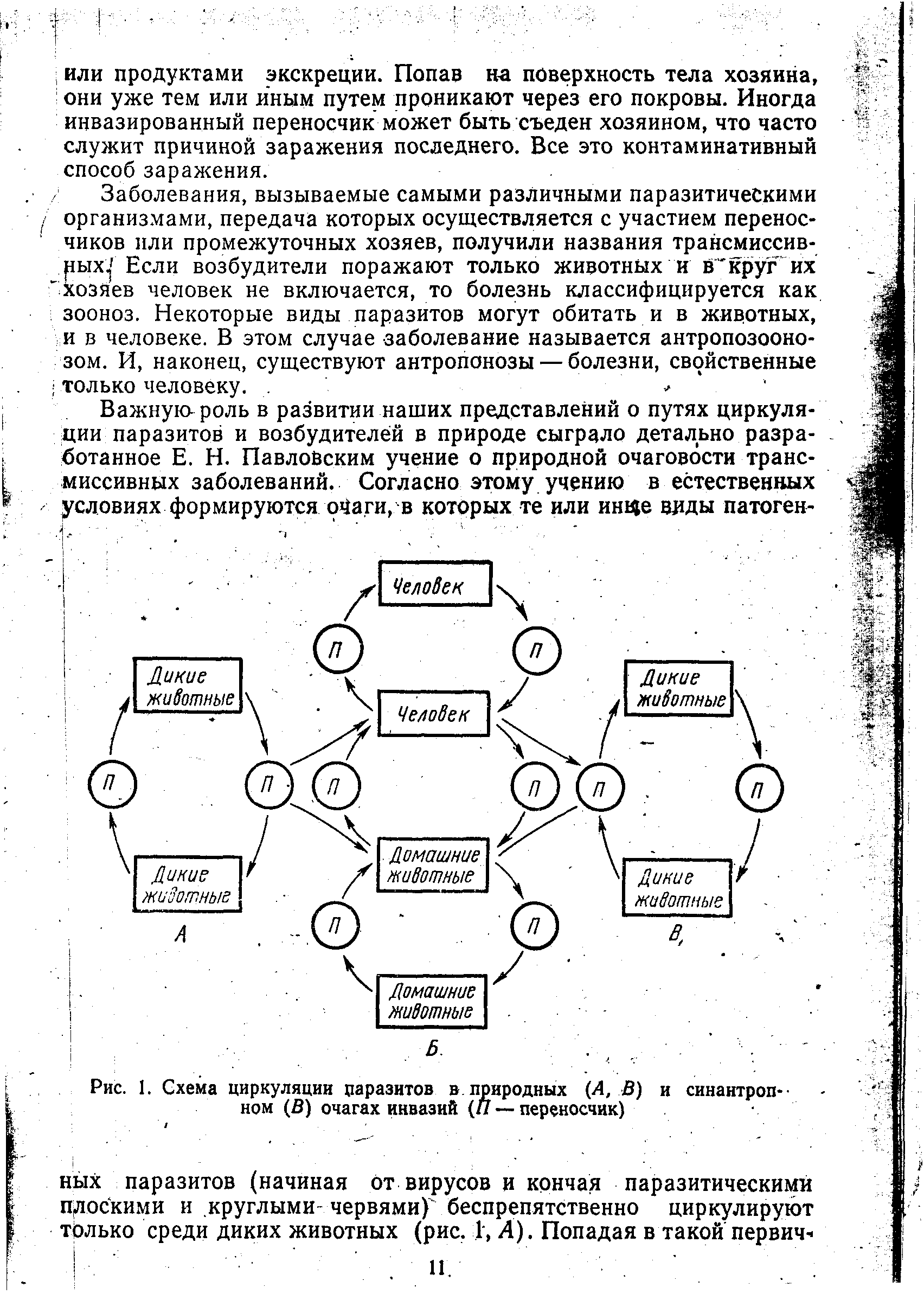 Рис. 1. Схема циркуляции паразитов в. природных (Л, В) и синантропном (В) очагах инвазий (77 — переносчик)...