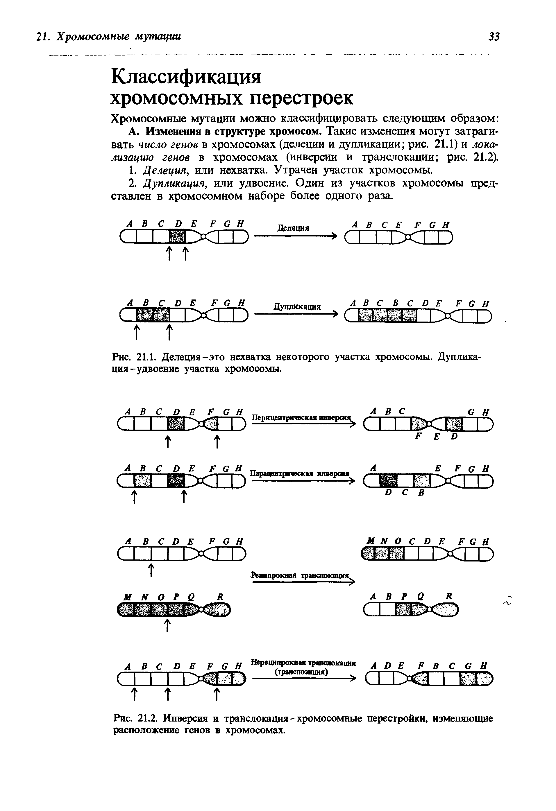 Рис. 21.1. Делеция-это нехватка некоторого участка хромосомы. Дупликация-удвоение участка хромосомы.
