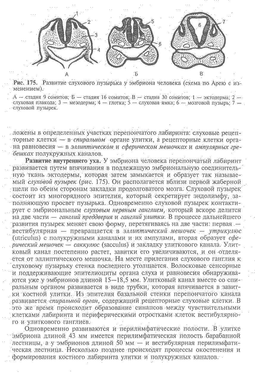 Рис. 175. Развитие сухоного пузырька у эмбриона человека (схема по Дрею е из-вменением).