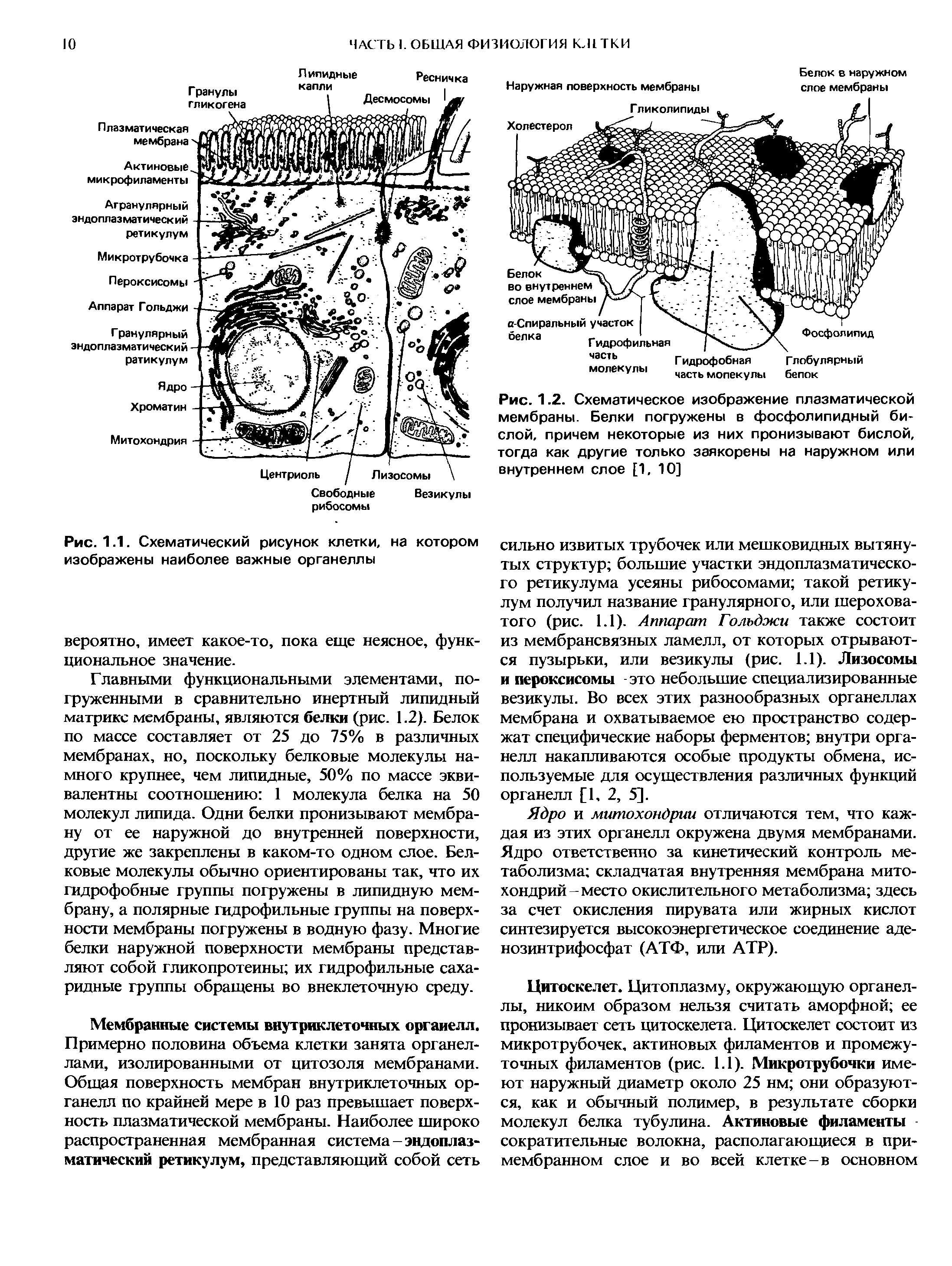 Рис. 1.2. Схематическое изображение плазматической мембраны. Белки погружены в фосфолипидный бислой, причем некоторые из них пронизывают бислой, тогда как другие только заякорены на наружном или внутреннем слое [1, 10]...