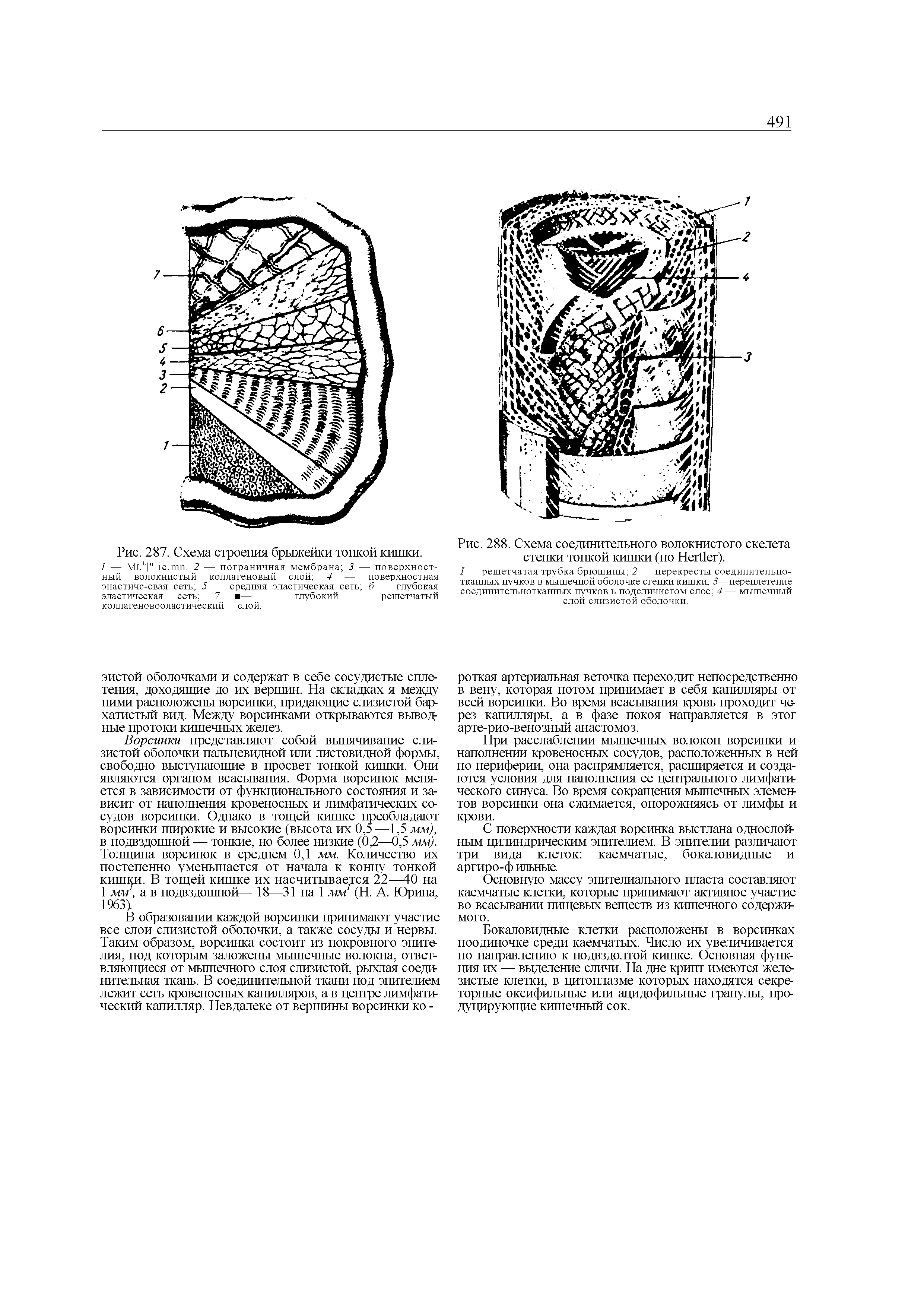 Рис. 288. Схема соединительного волокнистого скелета стенки тонкой кишки (по H ).