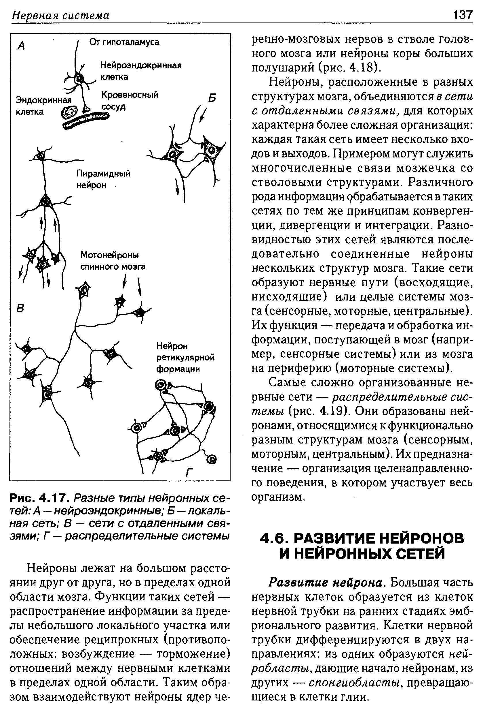 Рис. 4.17. Разные типы нейронных сетей А — нейроэндокринные Б—локальная сеть В — сети с отдаленными связями Г — распределительные системы...