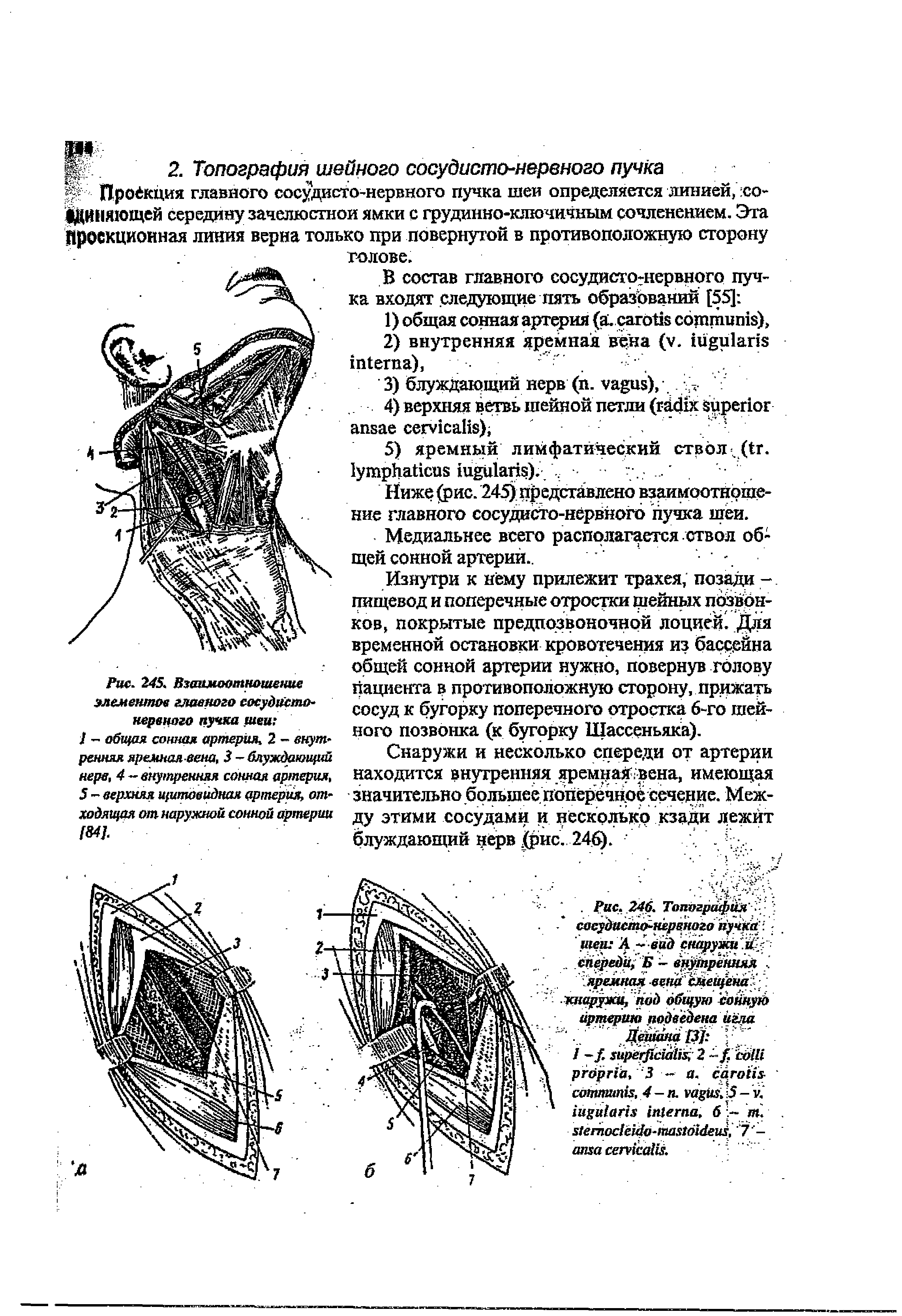 Рис. 245. Взаимоотношение элементов главного сосудистонервного пучка щей - общая сонная артерия. 2 - внутренняя яремная вена, 3 блуждающий нерв, 4 — внутренняя сонная артерия, 5 - верхняя щитовидная артерия, отходящая от наружной сонной артерии [84].
