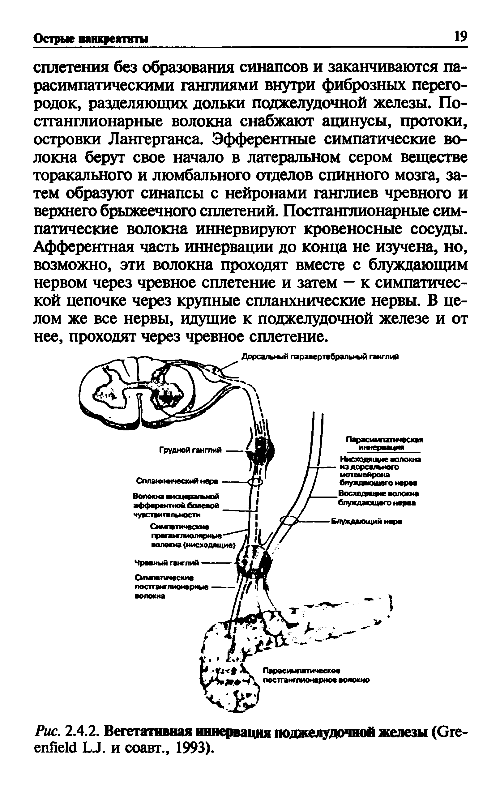 Рис. 2.4.2. Вегетативная иннервация поджелудочной железы (G L.J. и соавт., 1993).