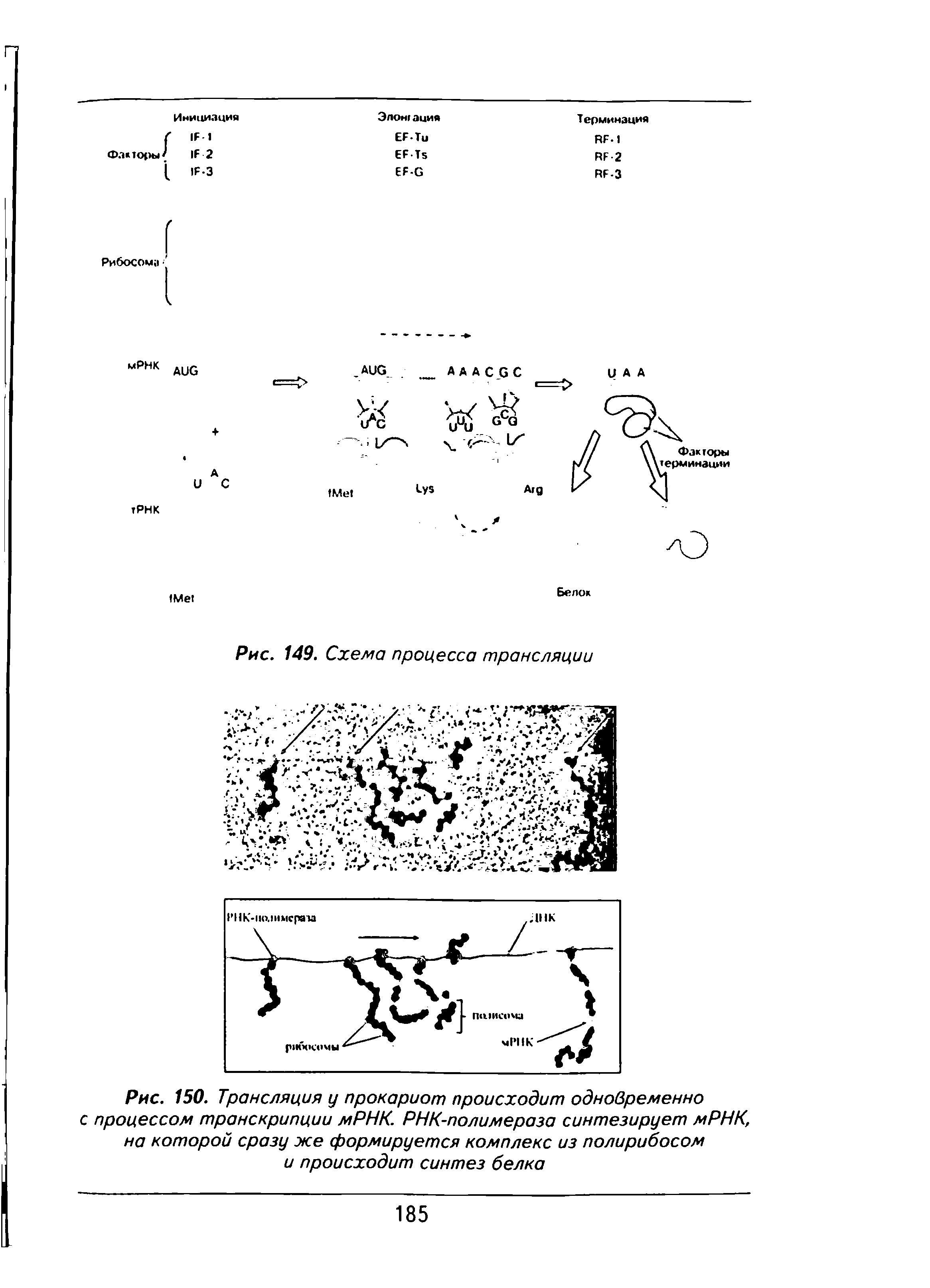 Рис. 150. Трансляция у прокариот происходит одновременно с процессом транскрипции мРНК. РНК-полимераза синтезирует мРНК, на которой сразу же формируется комплекс из полирибосом и происходит синтез белка...