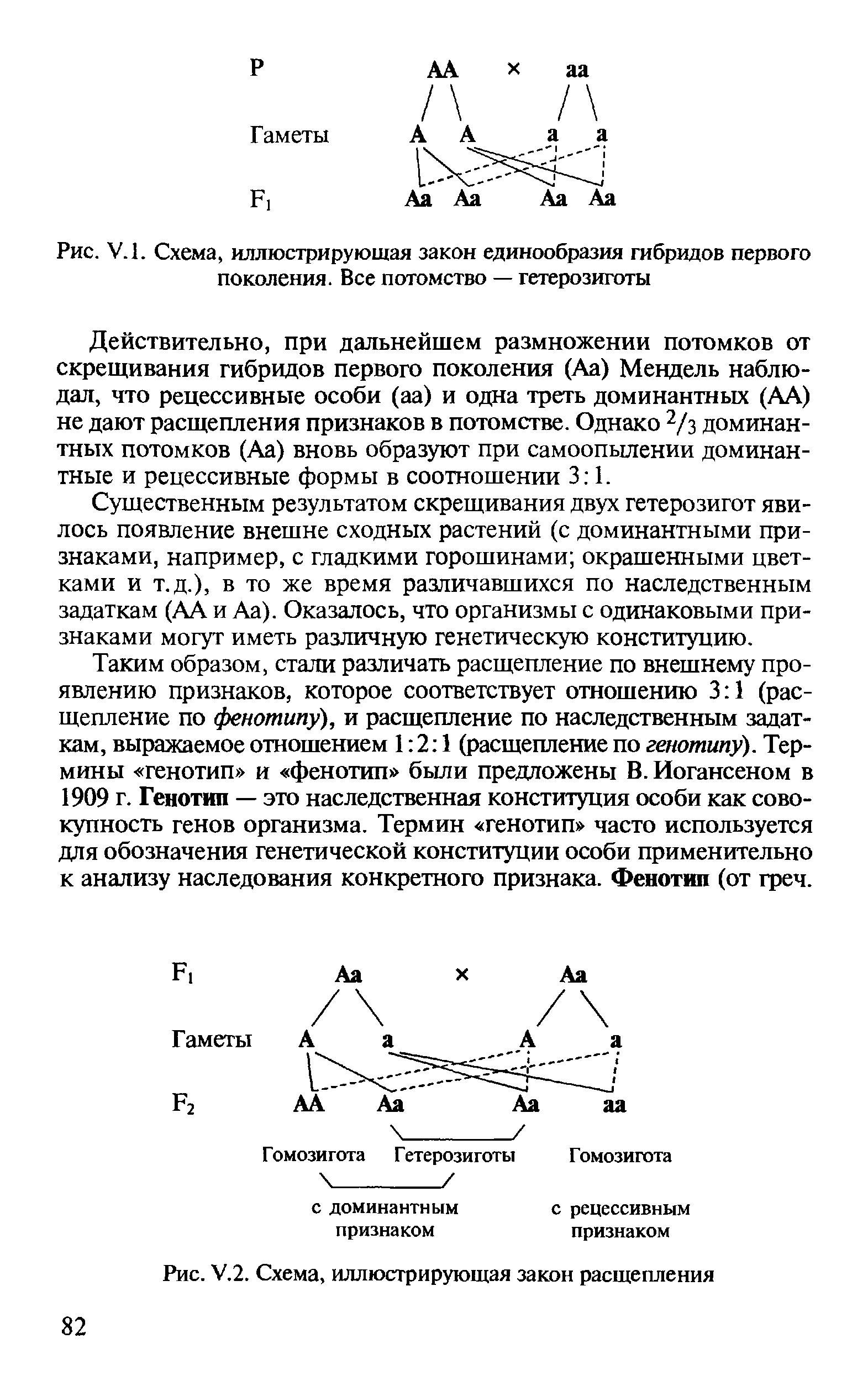 Рис. У.1. Схема, иллюстрирующая закон единообразия гибридов первого поколения. Все потомство — гетерозиготы...