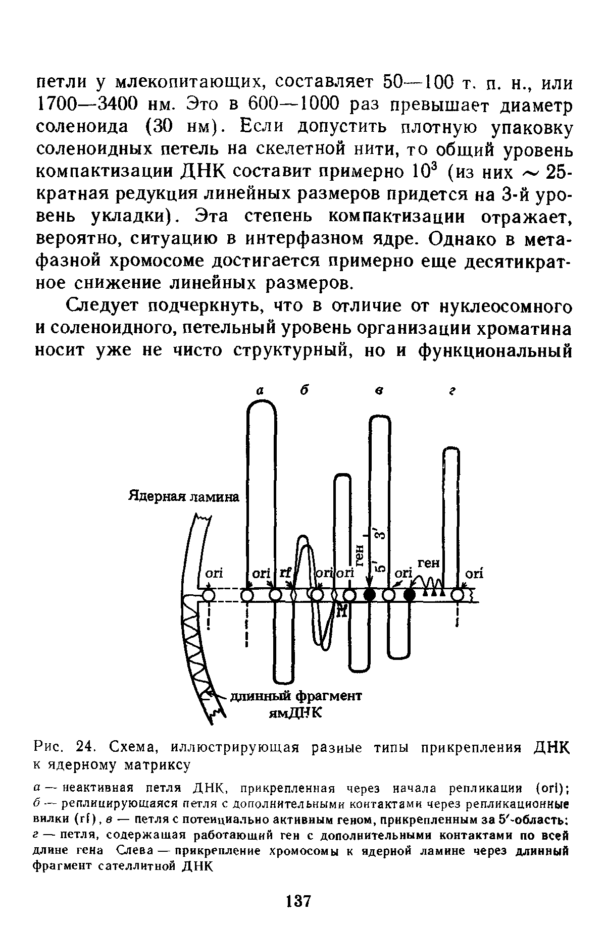 Рис. 24. Схема, иллюстрирующая разные типы прикрепления ДНК к ядерному матриксу...