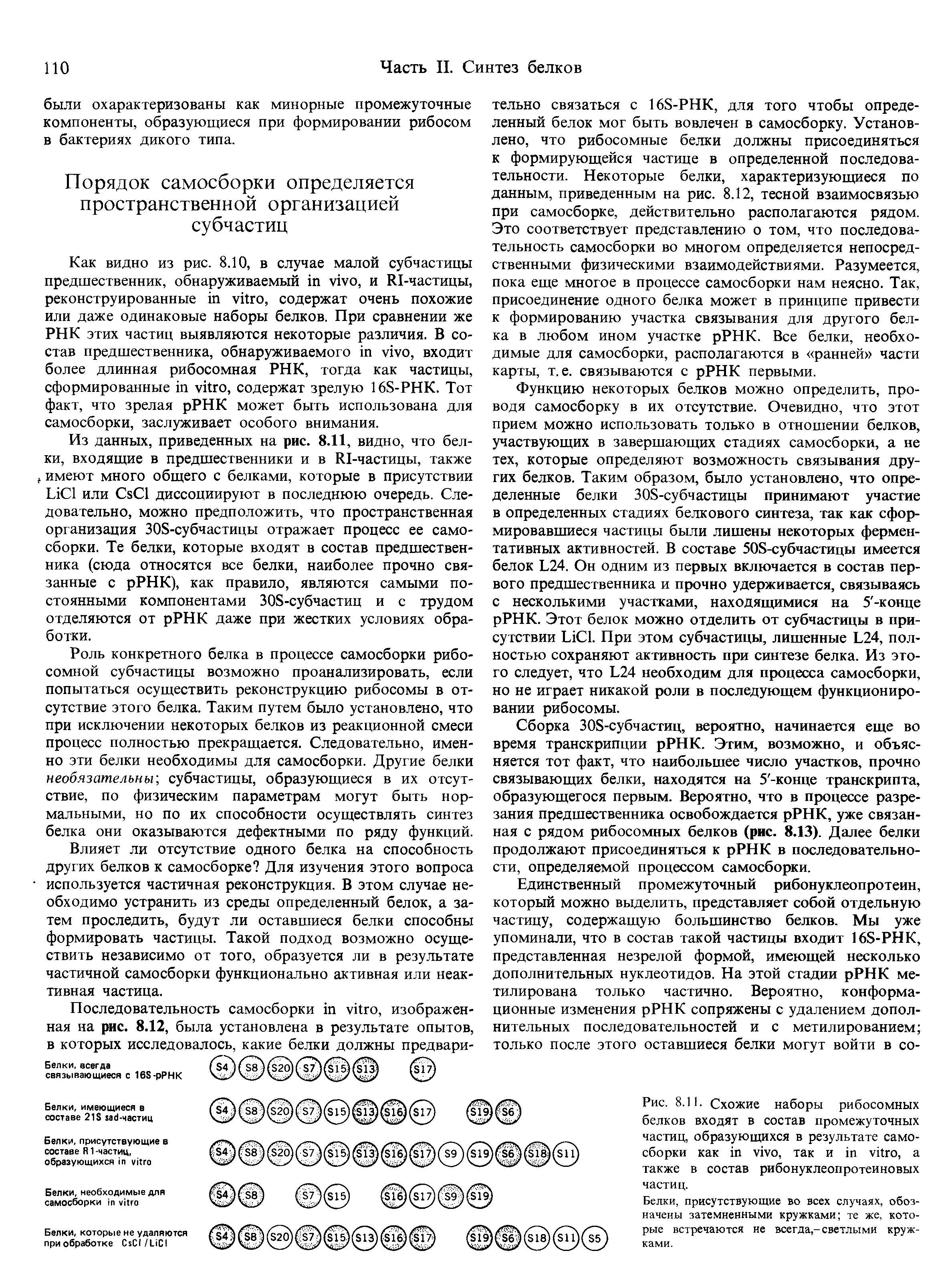 Рис. 8.11. Схожие наборы рибосомных белков входят в состав промежуточных частиц, образующихся в результате самосборки как , так и , а также в состав рибонуклеопротеиновых частиц.