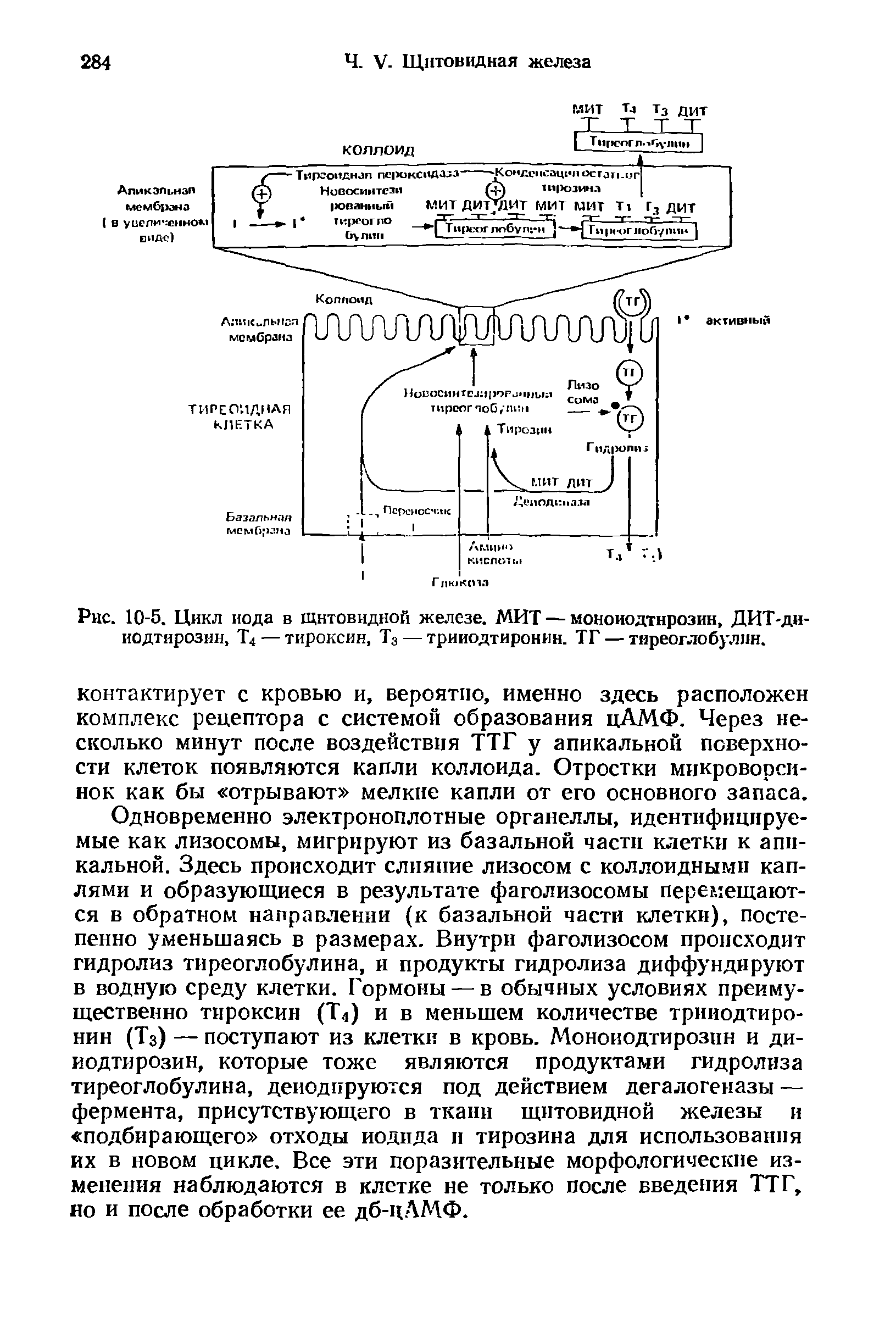 Рис. 10-5. Цикл иода в щитовидной железе. МИТ — моноиодтнрозин, ДИТ-ди-иодтирозин, Т4 — тироксин, Т3 — трииодтиронин. ТГ — тиреоглобулин.