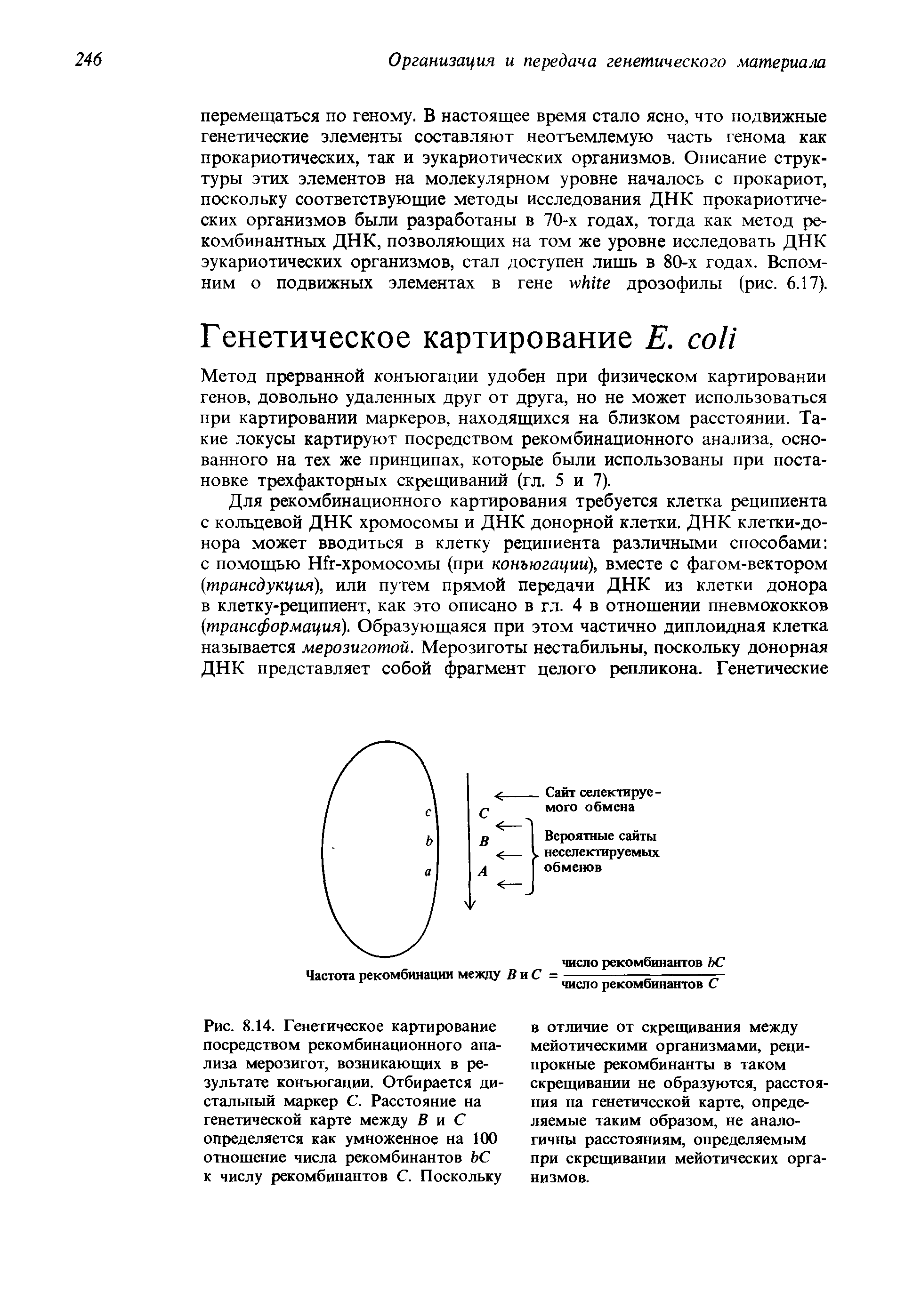 Рис. 8.14. Генетическое картирование посредством рекомбинационного анализа мерозигот, возникающих в результате конъюгации. Отбирается дистальный маркер С. Расстояние на генетической карте между В и С определяется как умноженное на 100 отношение числа рекомбинантов ЬС к числу рекомбинантов С. Поскольку...