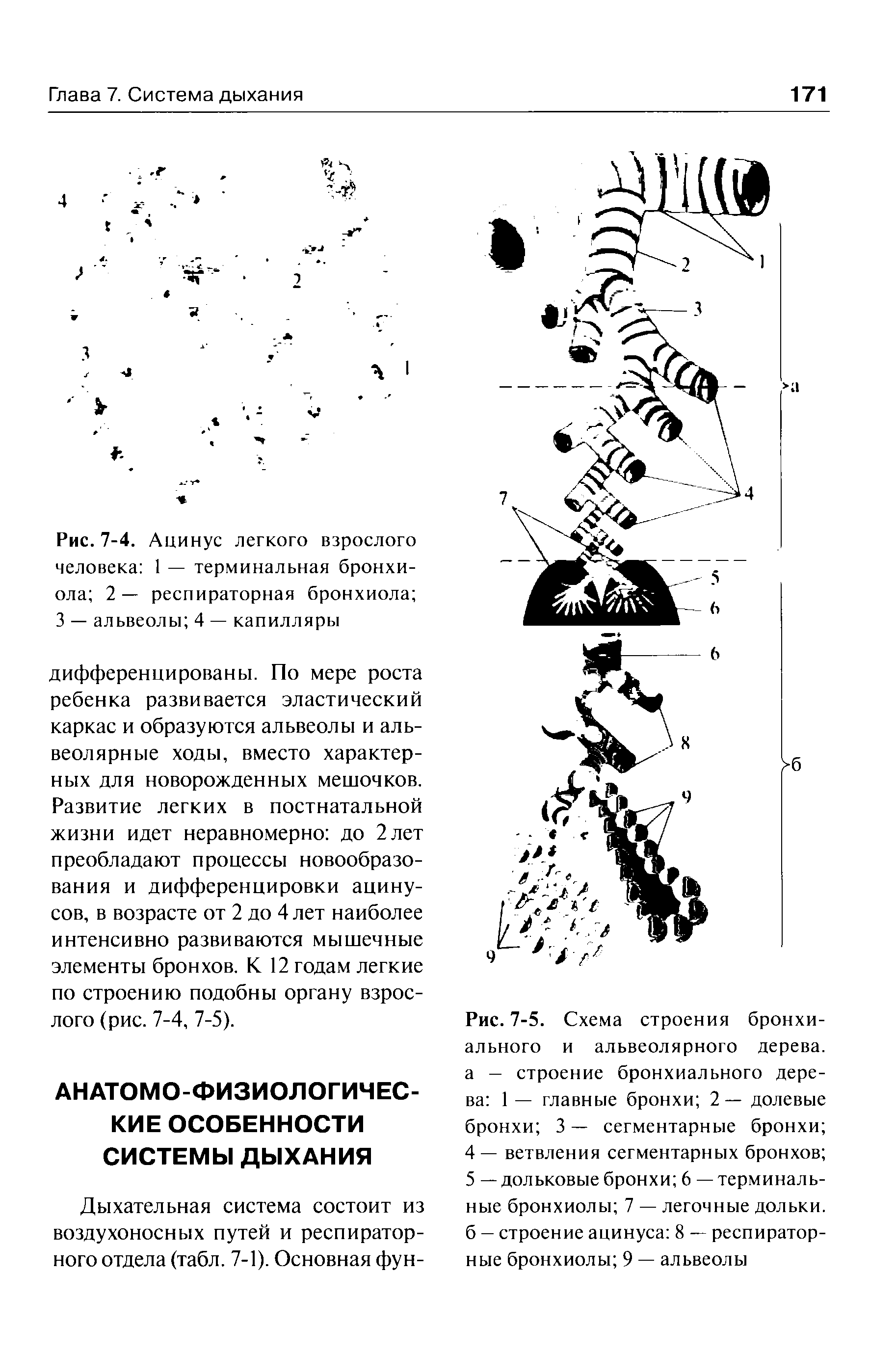 Рис. 7-5. Схема строения бронхиального и альвеолярного дерева, а - строение бронхиального дерева 1 — главные бронхи 2— долевые бронхи 3 — сегментарные бронхи 4— ветвления сегментарных бронхов ...