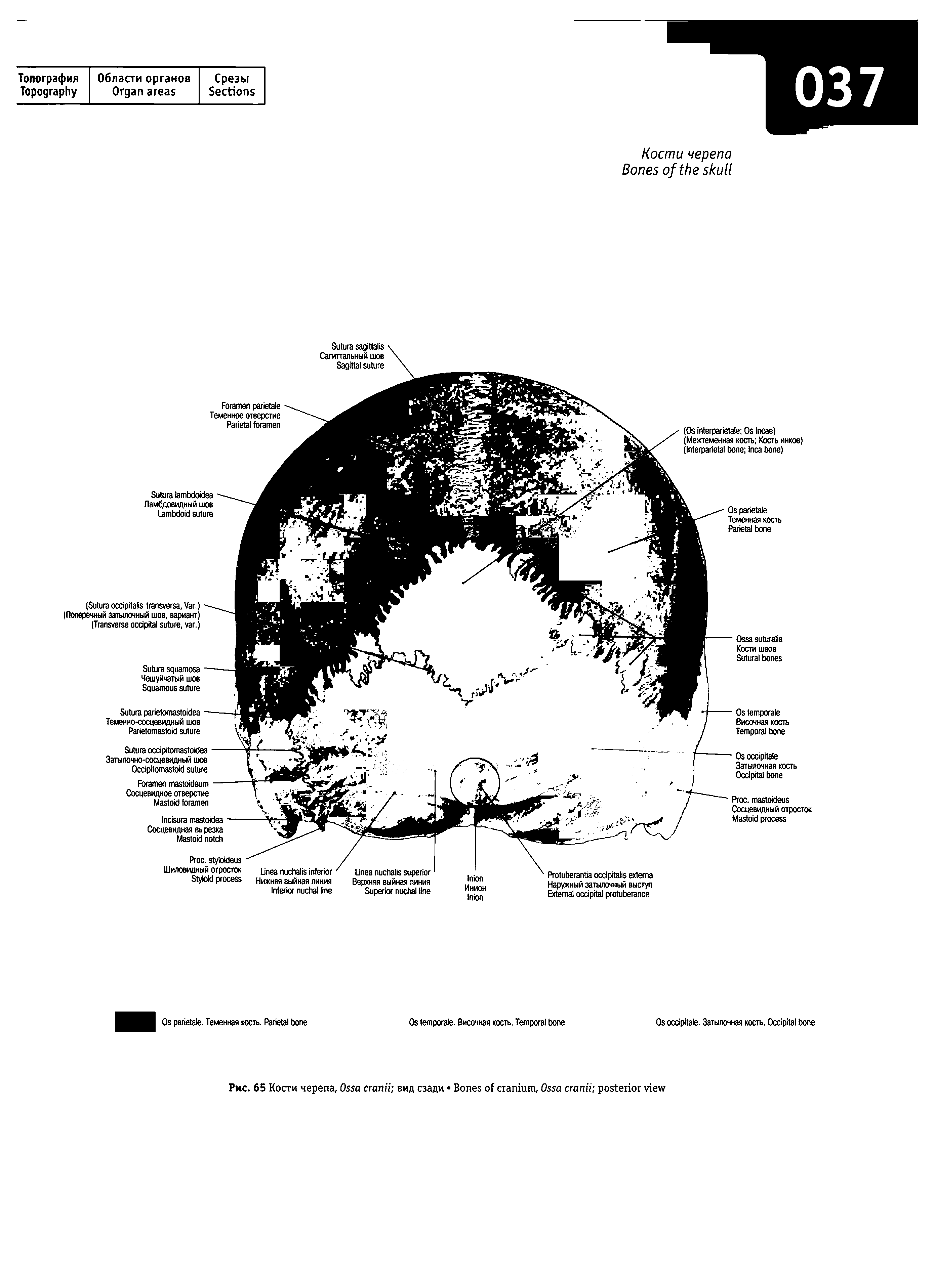 Рис. 65 Кости черепа. O вид сзади B , O ...