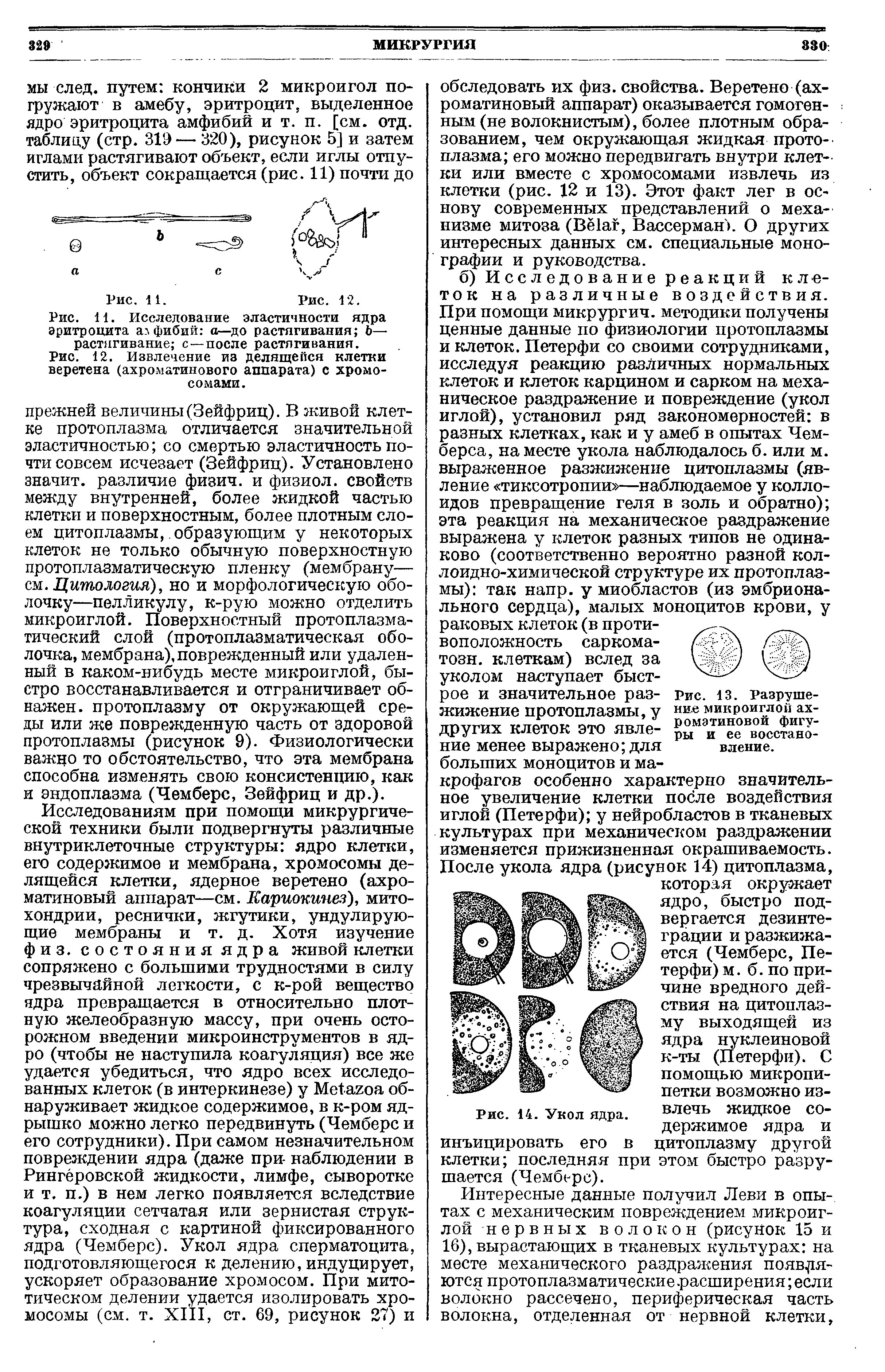 Рис. 12. Извлечение из делящейся клетки веретена (ахроматинового аппарата) с хромосомами.