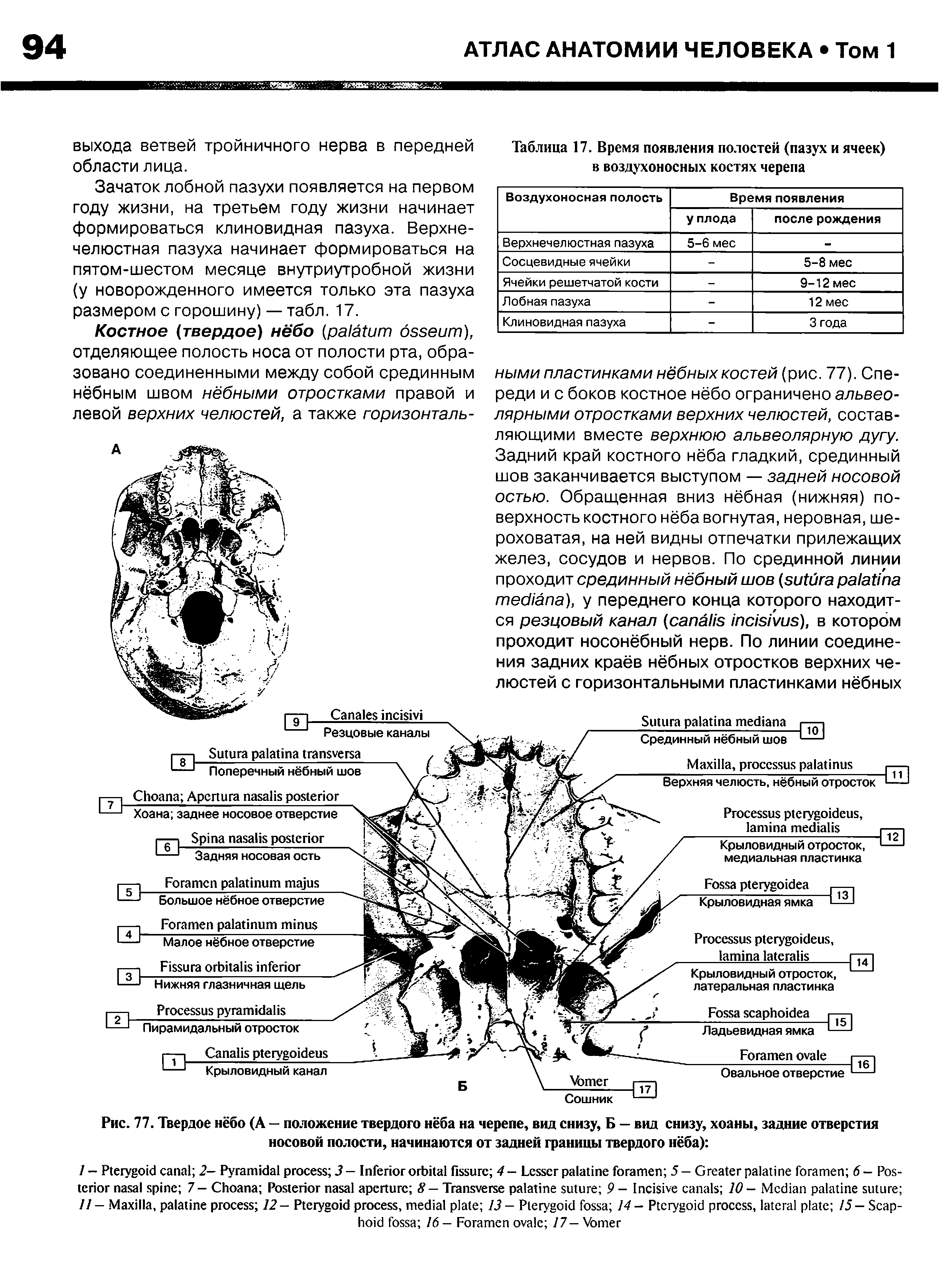 Рис. 77. Твердое нёбо (А — положение твердого нёба на черепе, вид снизу, Б — вид снизу, хоаны, задние отверстия носовой полости, начинаются от задней границы твердого нёба) ...