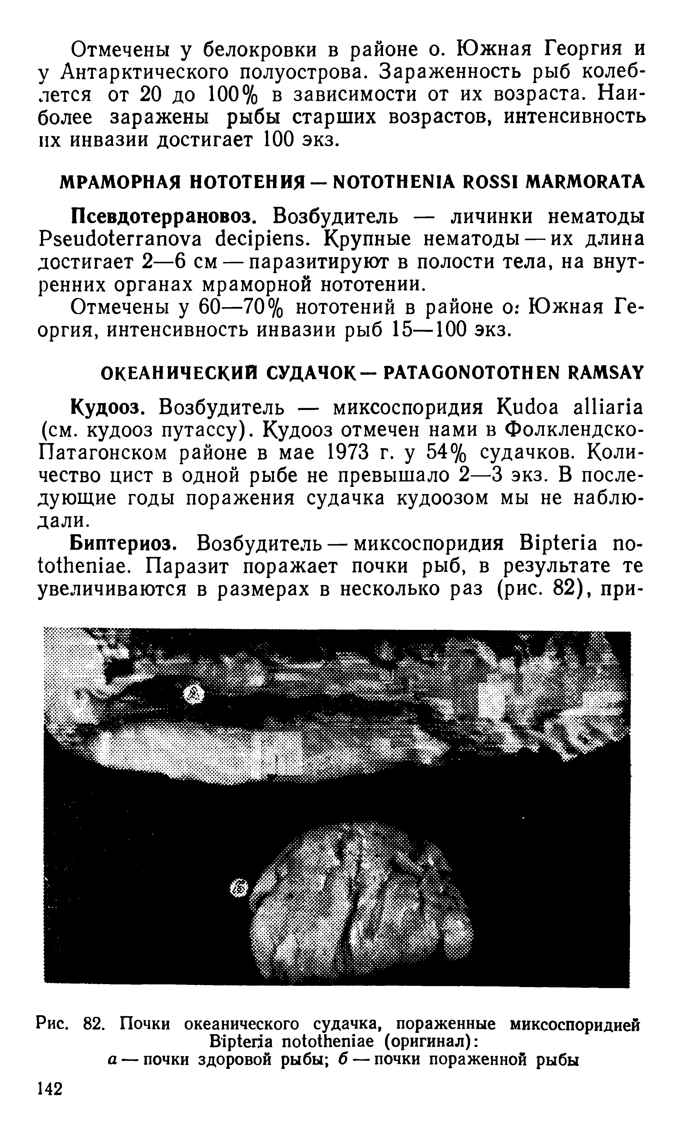 Рис. 82. Почки океанического судачка, пораженные миксоспоридией В1р1егза поЫЬешае (оригинал) ...