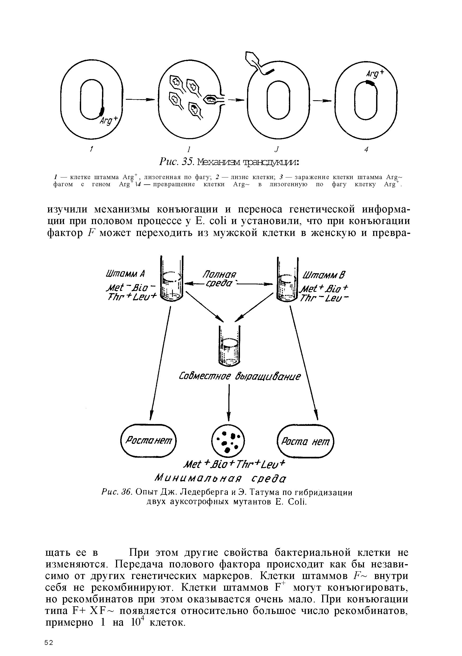Рис. 36. Опыт Дж. Ледерберга и Э. Татума по гибридизации двух ауксотрофных мутантов Е. C .