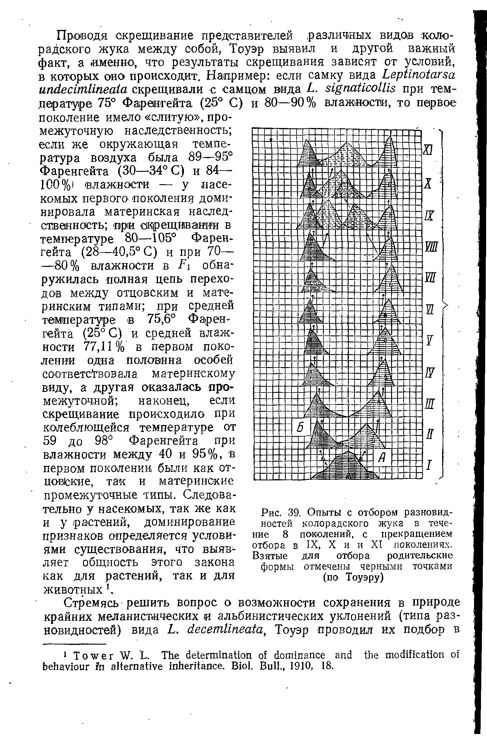 Рис. 39. Опыты с отбором разновидностей колорадского жука в течение 8 поколений, с прекращением отбора в IX, X и и XI поколениях. Взятые для отбора родительские формы отмечены черными точками (по Тоуэру)...