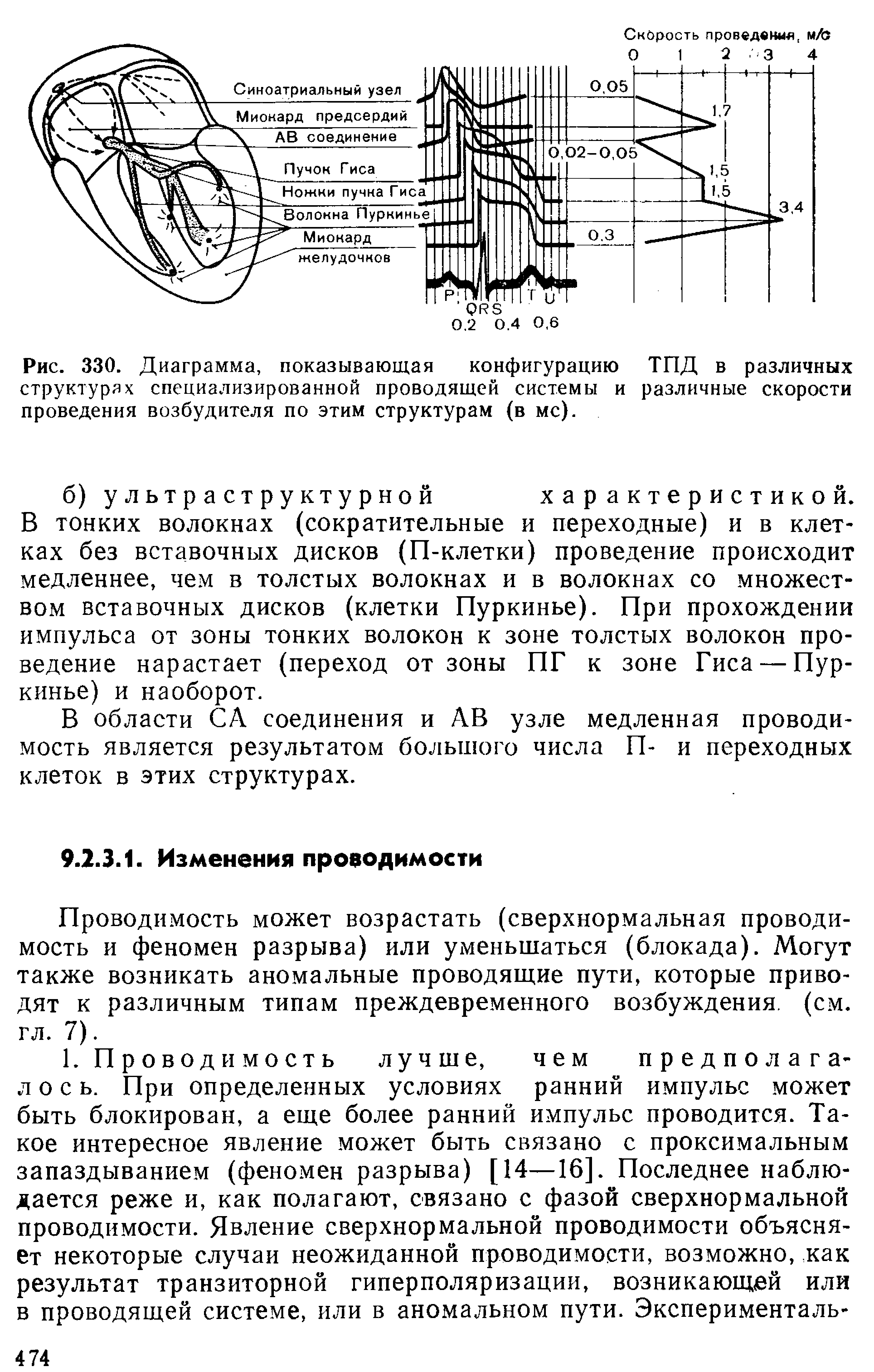 Рис. 330. Диаграмма, показывающая конфигурацию ТПД в различных структурах специализированной проводящей системы и различные скорости проведения возбудителя по этим структурам (в мс).