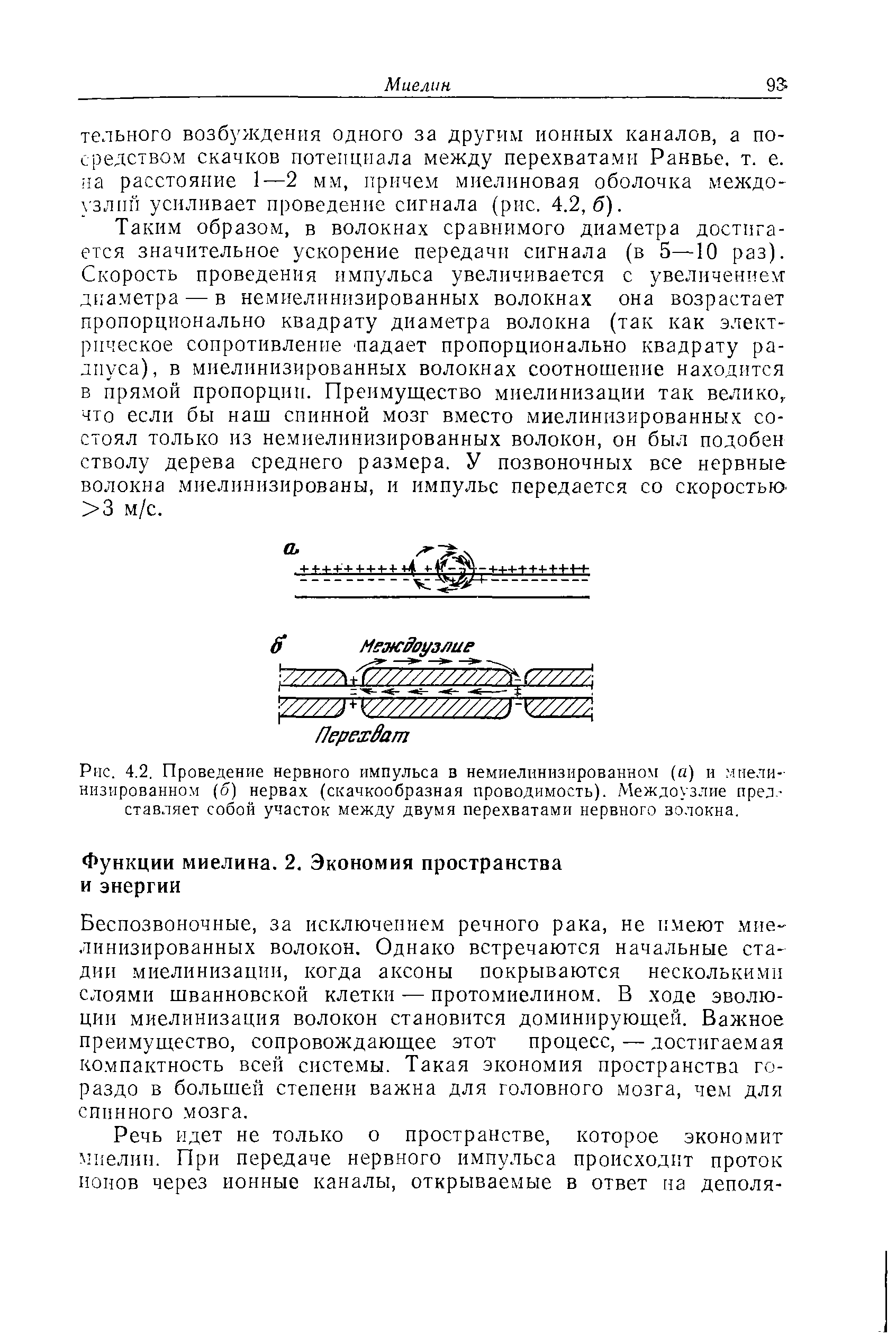 Рис. 4.2. Проведение нервного импульса в немиелинизированном (а) и 1нели-низированном (б) нервах (скачкообразная проводимость). Междоузлие представляет собой участок между двумя перехватами нервного волокна.