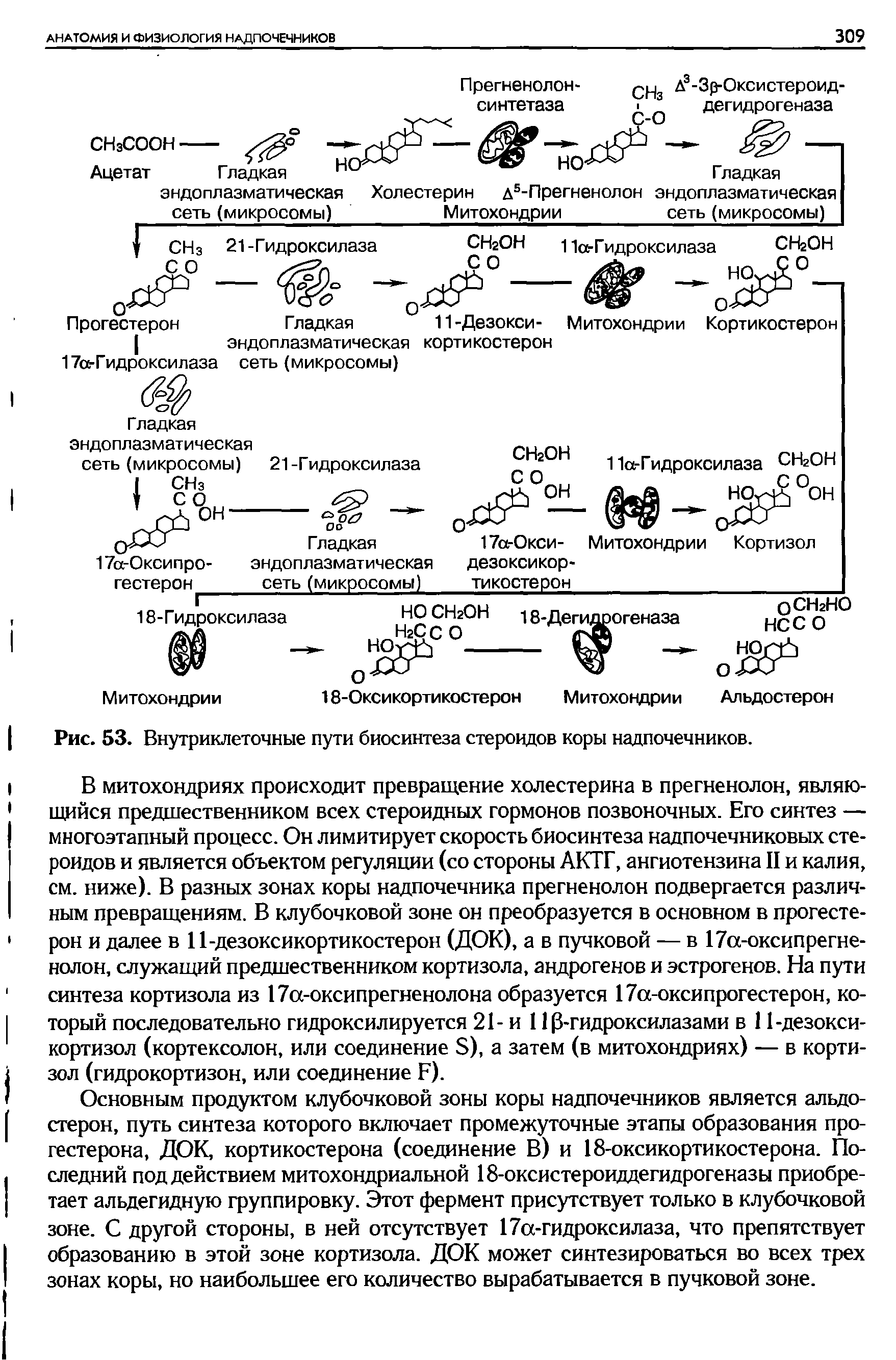 Рис. 53. Внутриклеточные пути биосинтеза стероидов коры надпочечников.