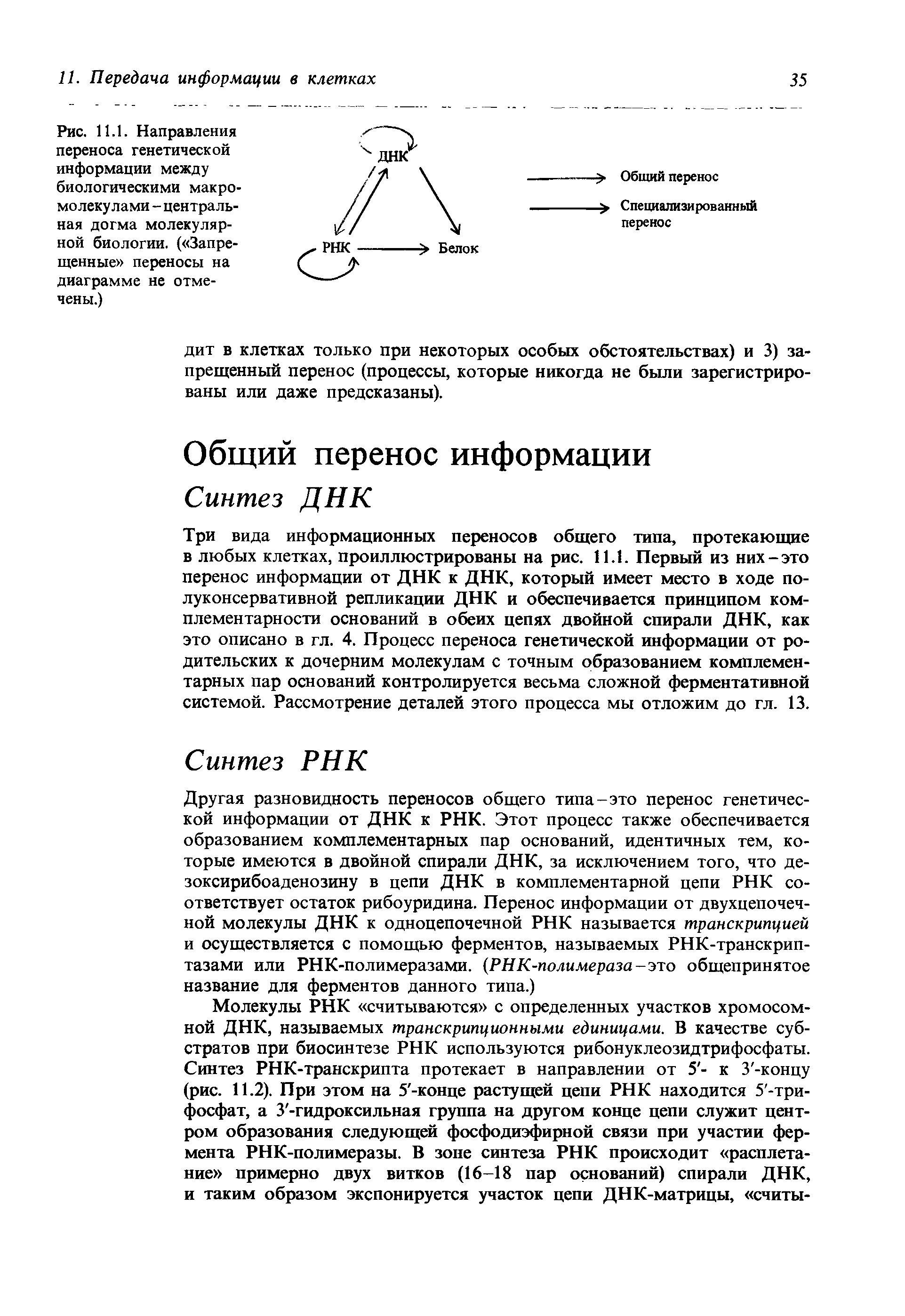 Рис. 11.1. Направления переноса генетической информации между биологическими макромолекулами - центральная догма молекулярной биологии. ( Запрещенные переносы на диаграмме не отмечены.)...