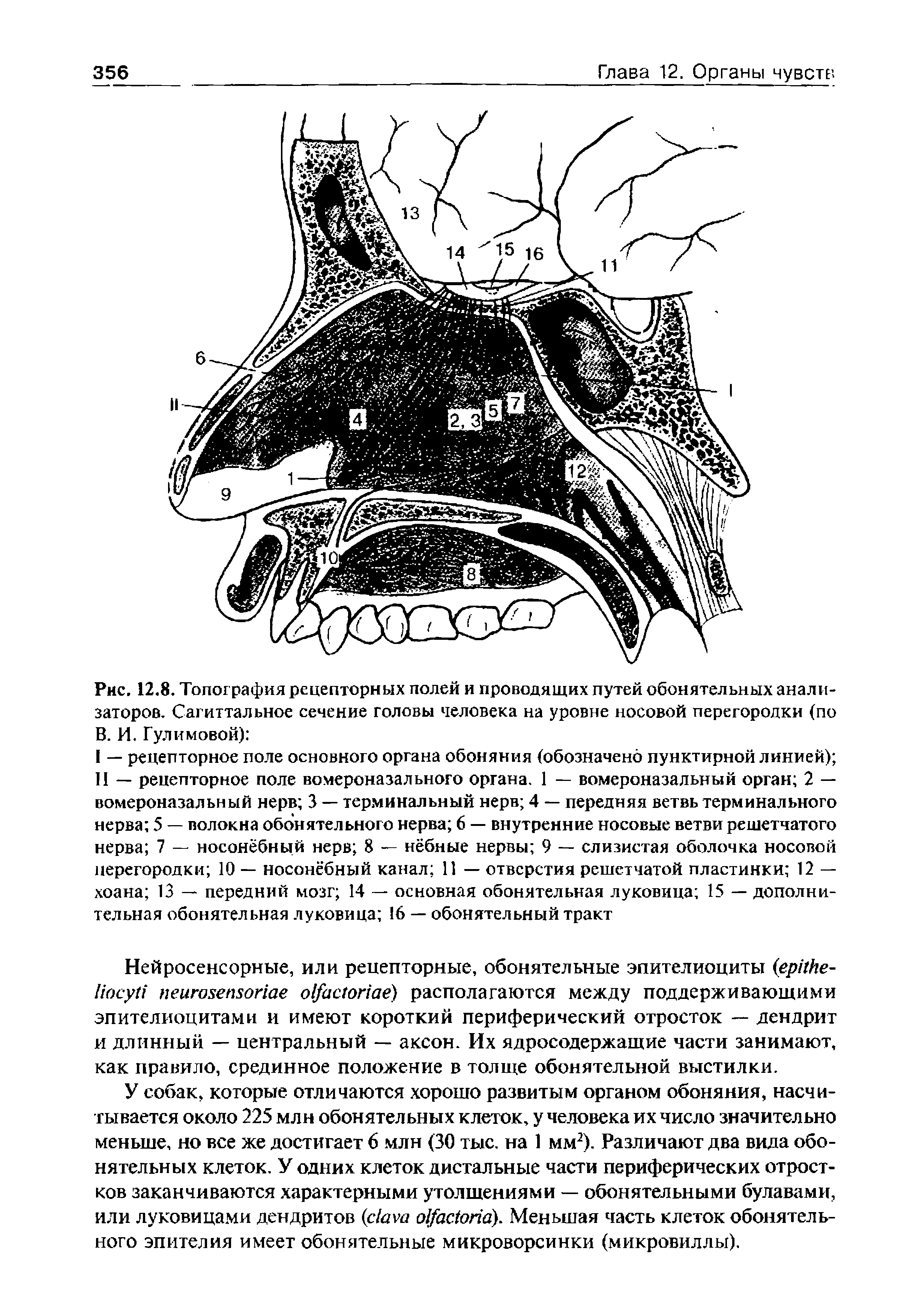 Рис. 12.8. Топография рецепторных полей и проводящих путей обонятельных анализаторов. Сагиттальное сечение головы человека на уровне носовой перегородки (по В. И. Гудимовой) ...