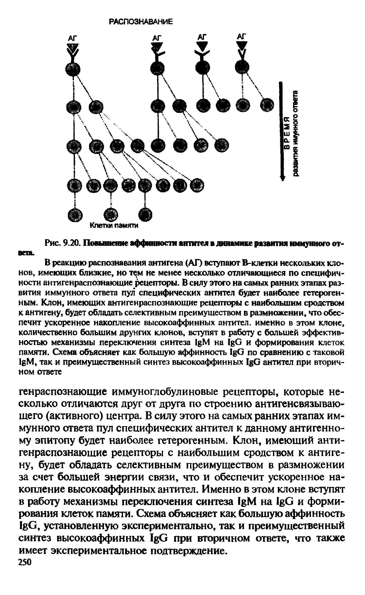 Рис. 9.20. Повышение аффинности антител в динамике развития иммунного ответа.