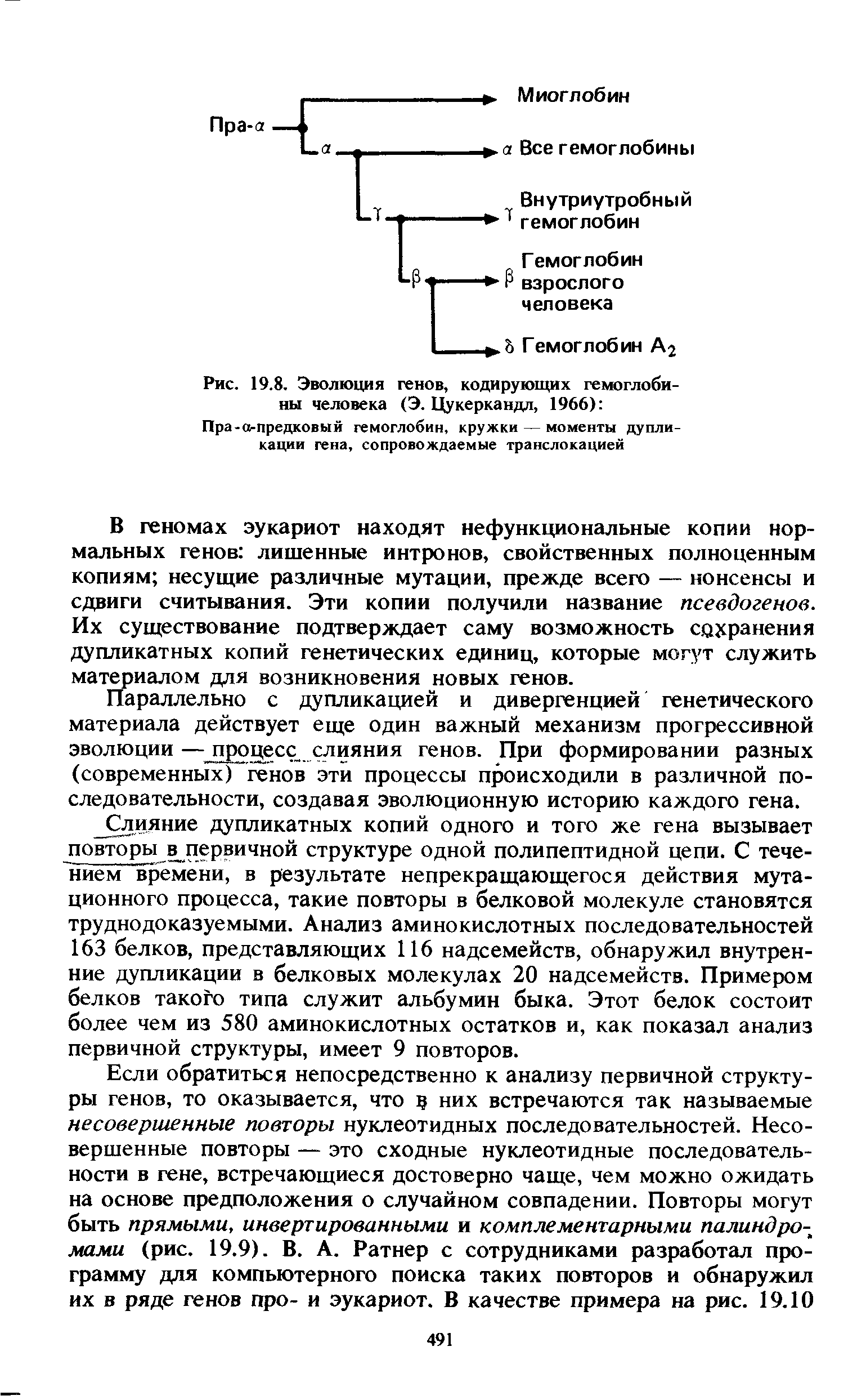 Рис. 19.8. Эволюция генов, кодирующих гемоглобины человека (Э. Цукеркандл, 1966) ...