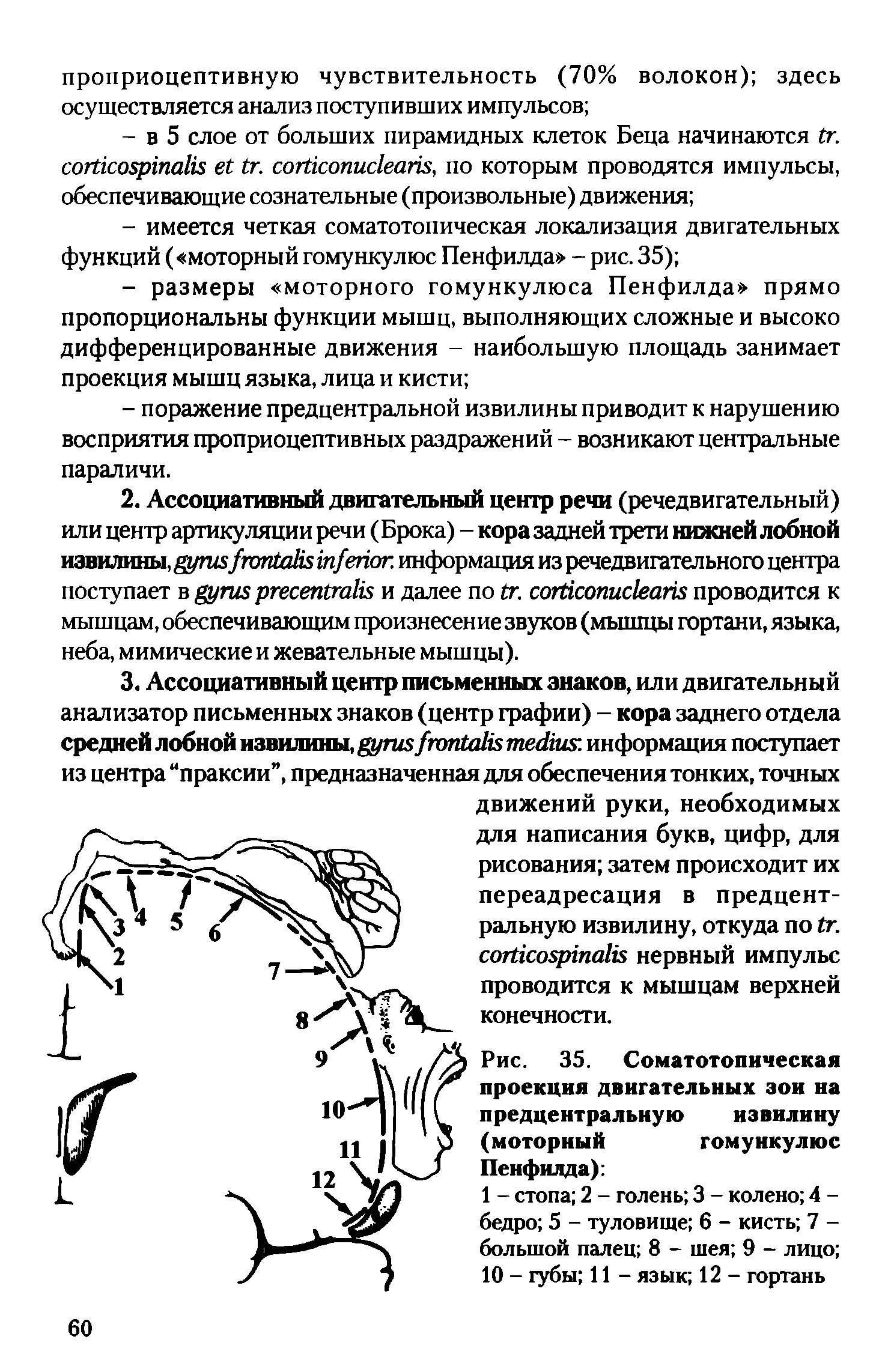 Рис. 35. Соматотопическая проекция двигательных зон на предцентральную извилину (моторный гомункулюс...