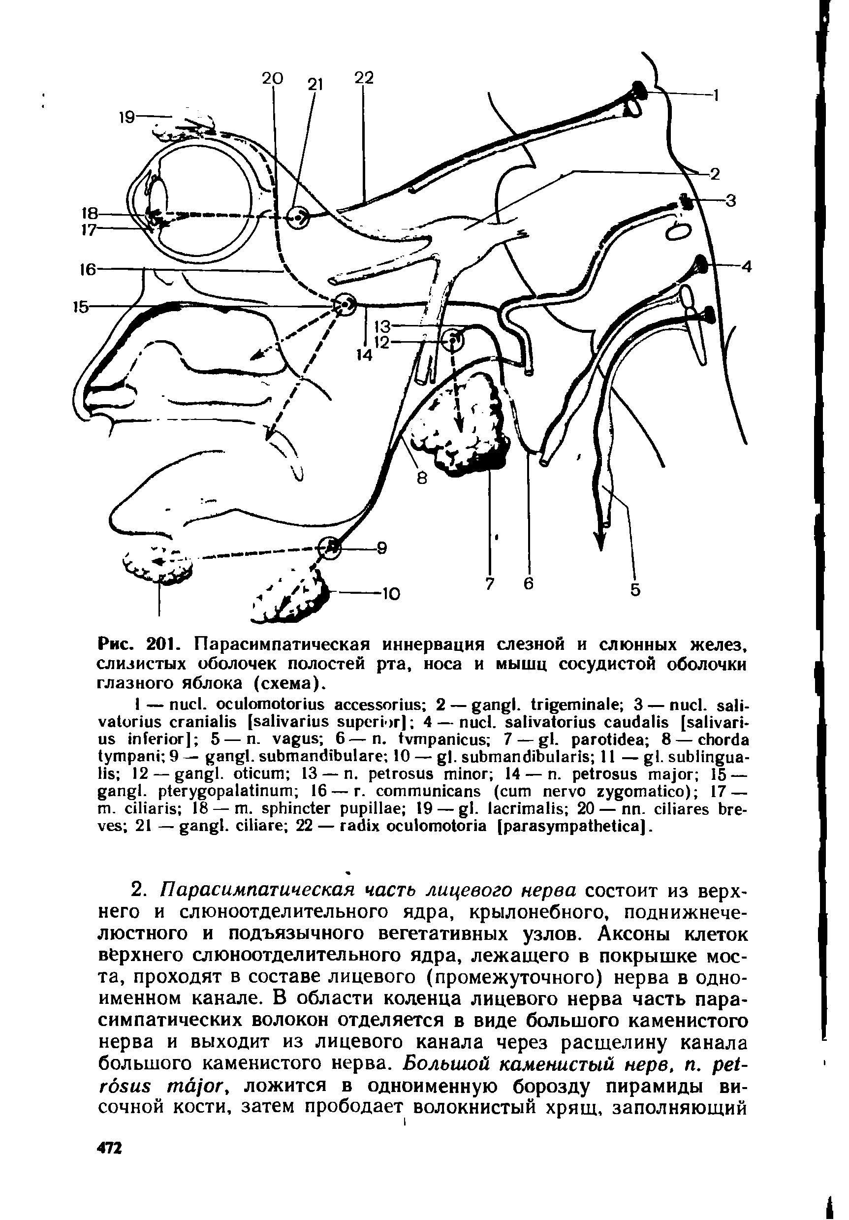 Рис. 201. Парасимпатическая иннервация слезной и слюнных желез, слизистых оболочек полостей рта, носа и мышц сосудистой оболочки глазного яблока (схема).