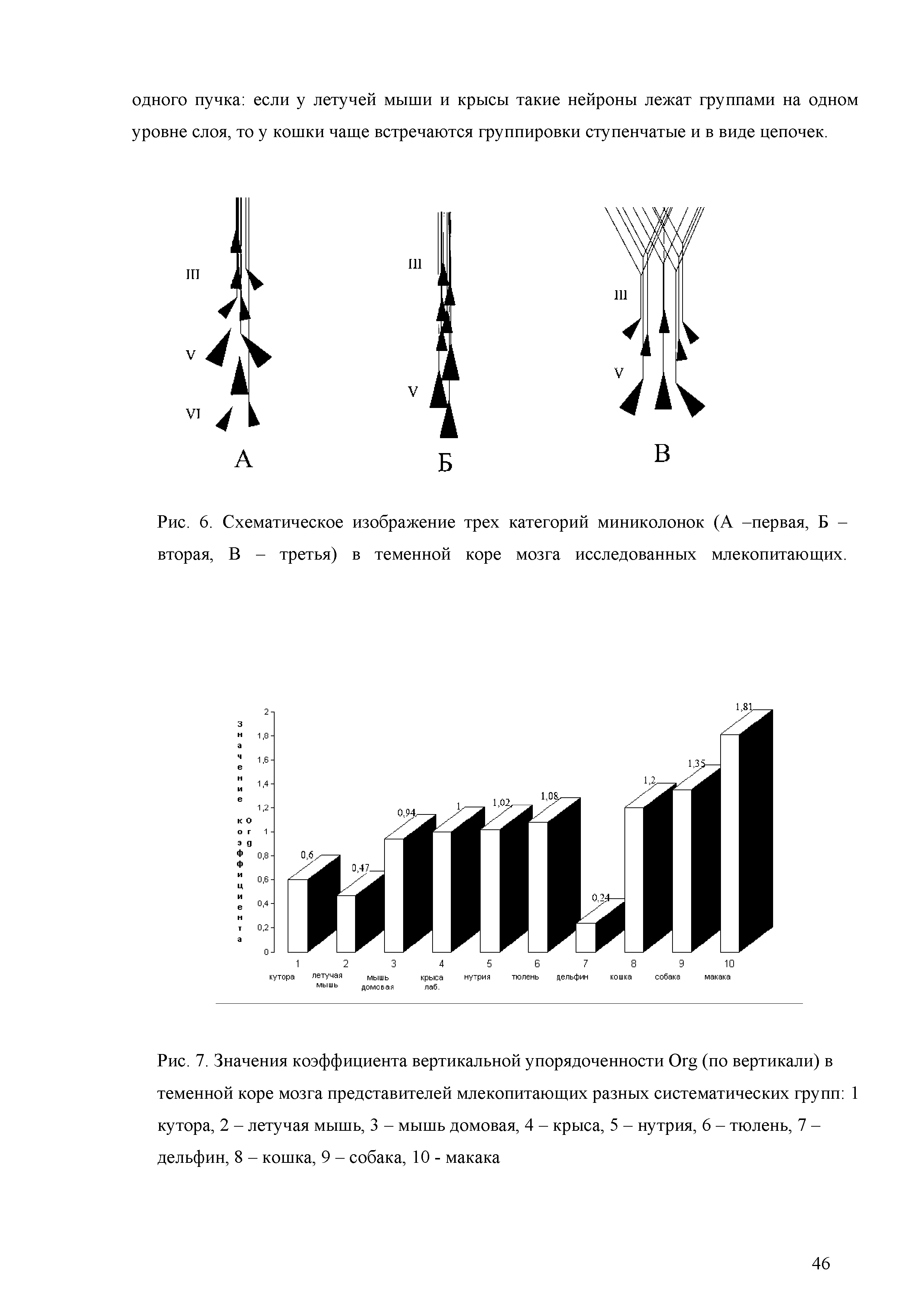 Рис. 7. Значения коэффициента вертикальной упорядоченности Огд (по вертикали) в теменной коре мозга представителей млекопитающих разных систематических групп 1 кутора, 2 - летучая мышь, 3 - мышь домовая, 4 - крыса, 5 - нутрия, 6 - тюлень, 7 -дельфин, 8 - кошка, 9 - собака, 10 - макака...