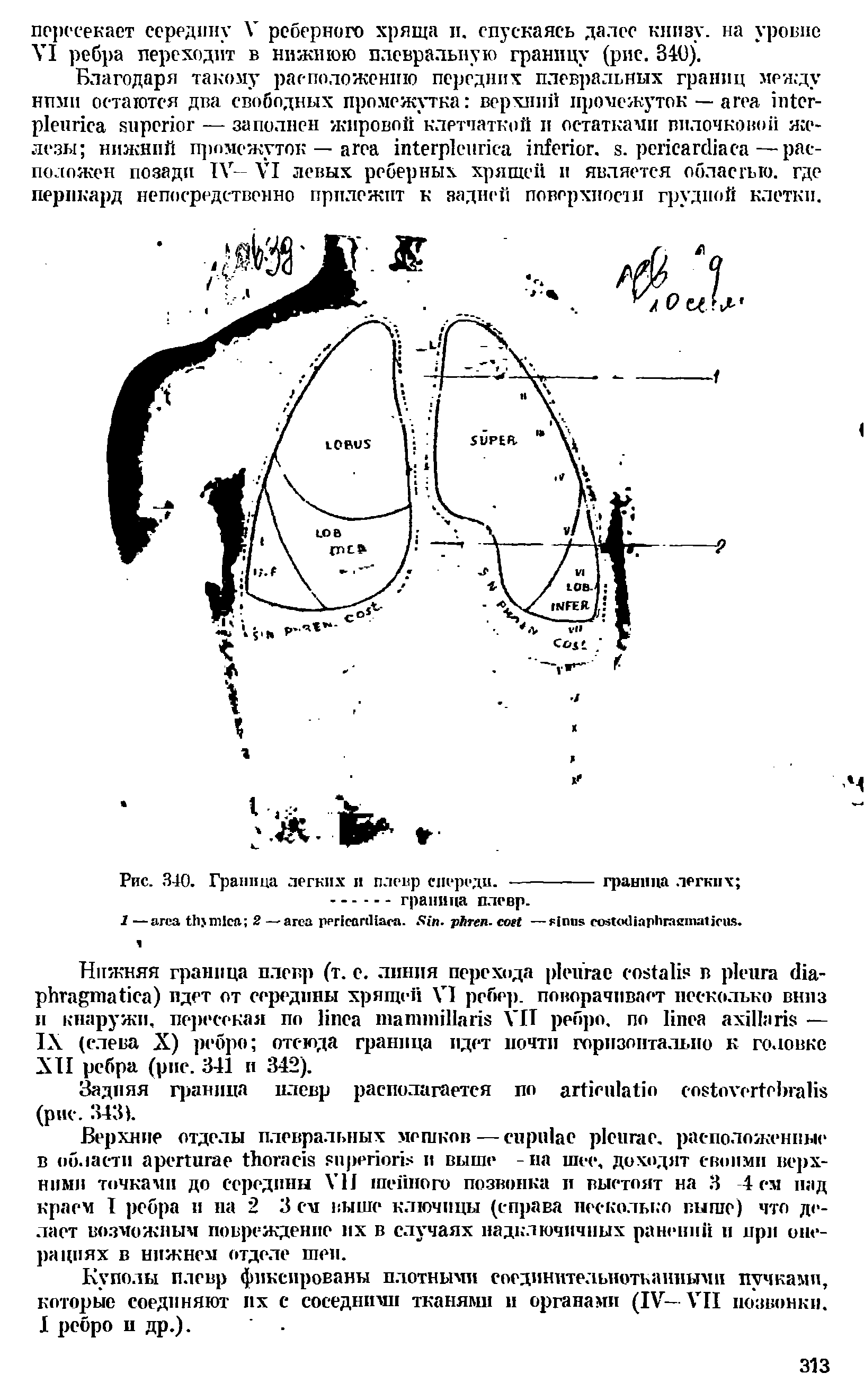 Рис. 340. Граница легких и плевр спереди. ----------граница легких ...