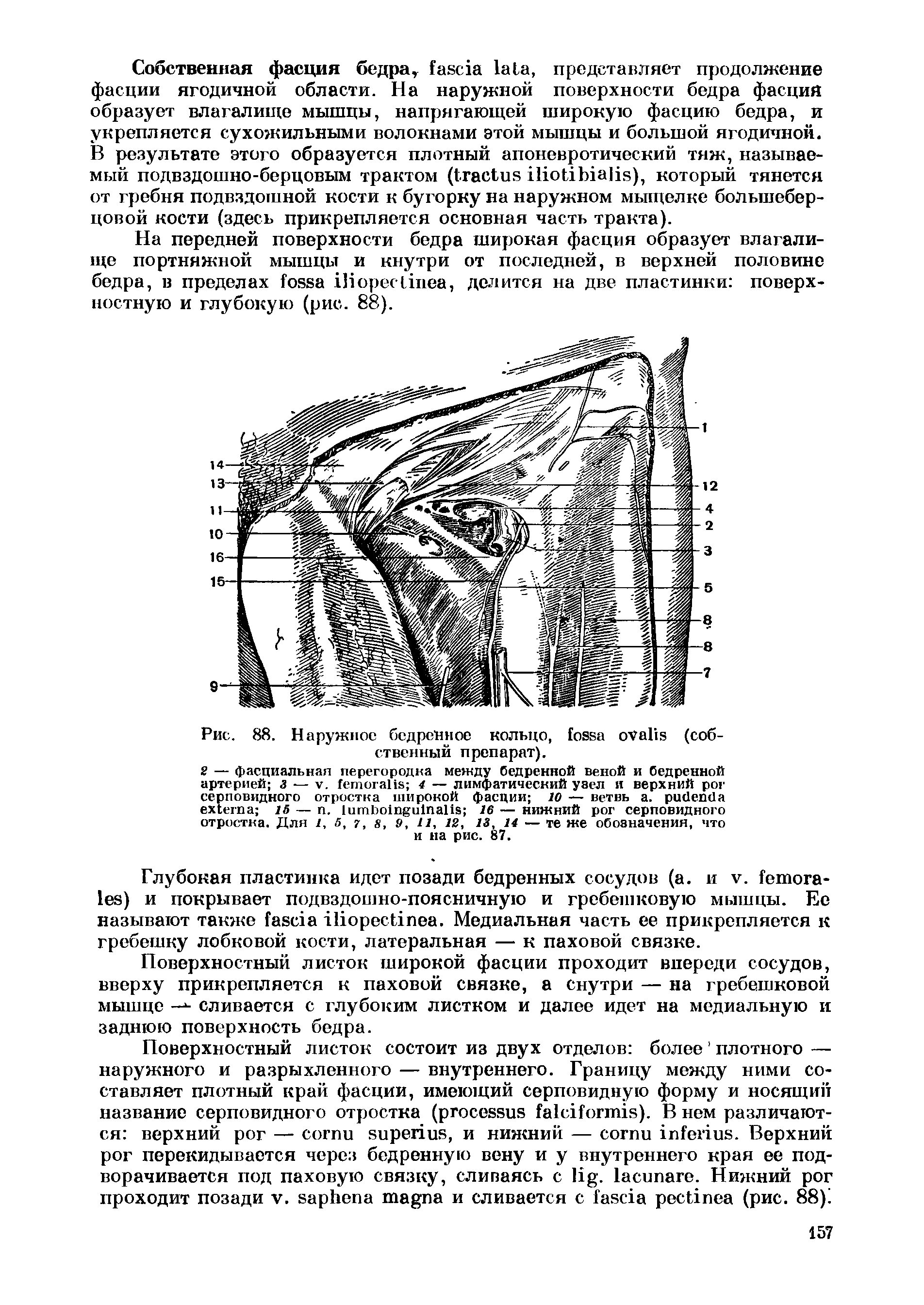 Рис. 88. Наружное бедренное кольцо, (собственный препарат).