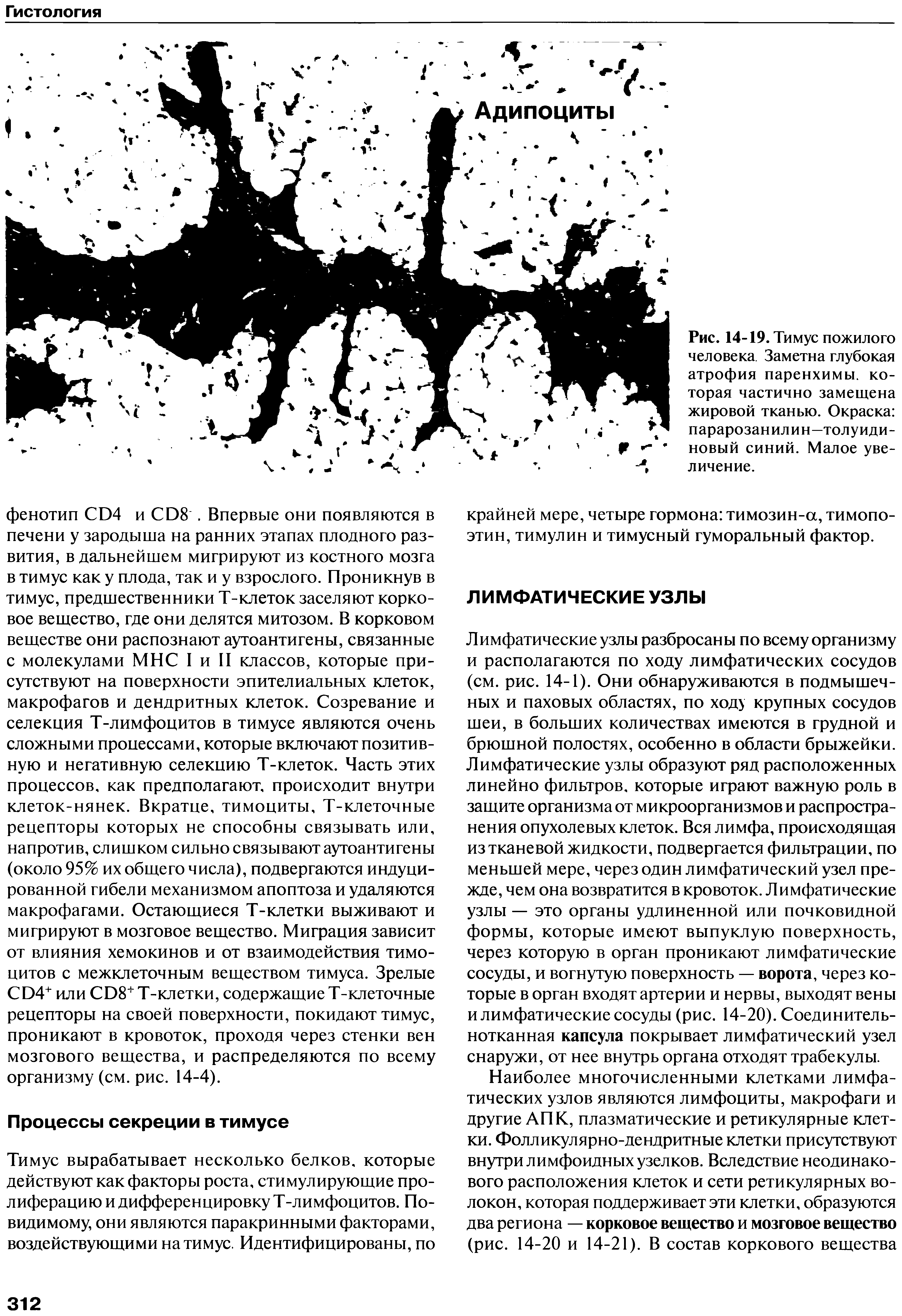 Рис. 14-19. Тимус пожилого человека. Заметна глубокая атрофия паренхимы, которая частично замещена жировой тканью. Окраска парарозанилин—толуидиновый синий. Малое увеличение.