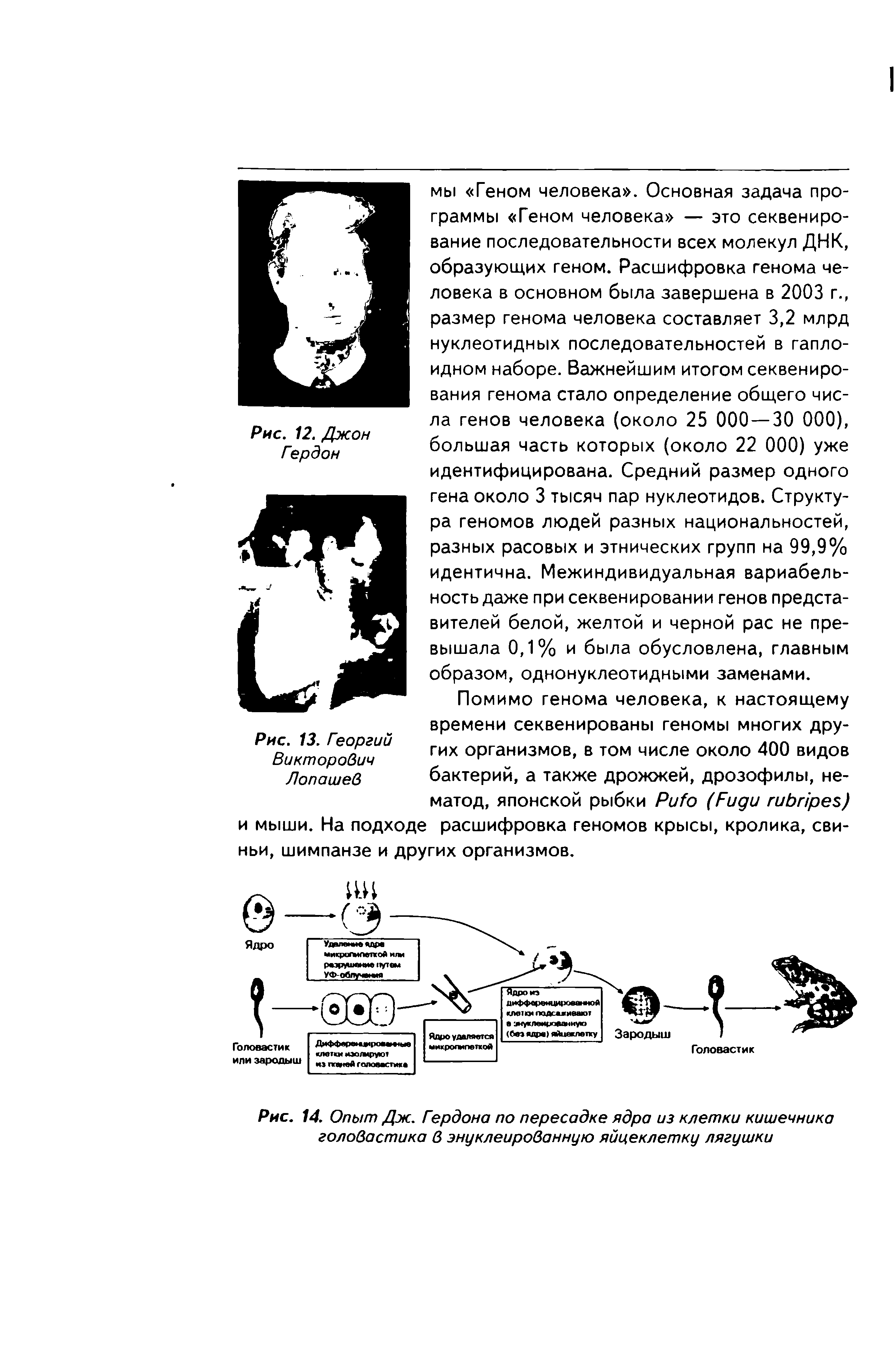 Рис. 14. Опыт Дж. Гердона по пересадке ядра из клетки кишечника головастика в энуклеированную яйцеклетку лягушки...