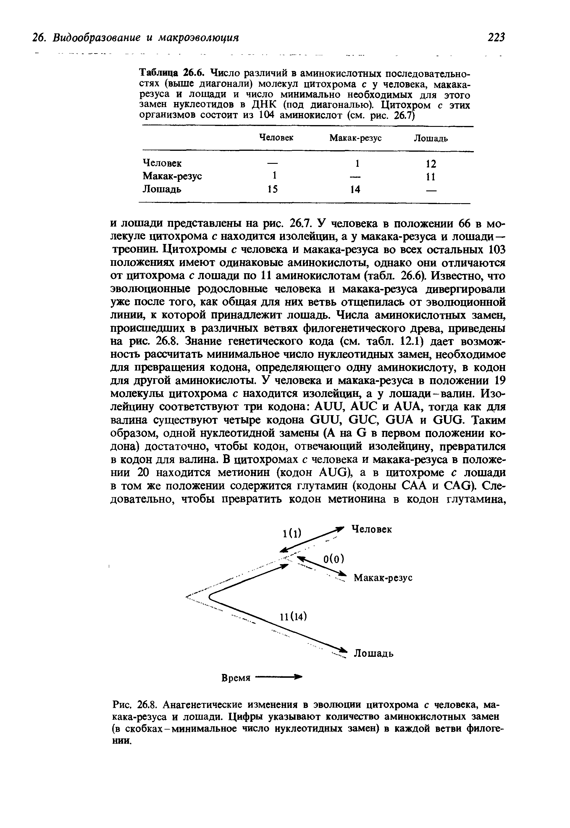 Таблица 26.6. Число различий в аминокислотных последовательностях (выше диагонали) молекул цитохрома с у человека, макака-резуса и лощади и число минимально необходимых для этого замен нуклеотидов в ДНК (под диагональю). Цитохром с этих организмов состоит из 104 аминокислот (см. рис. 26.7)...