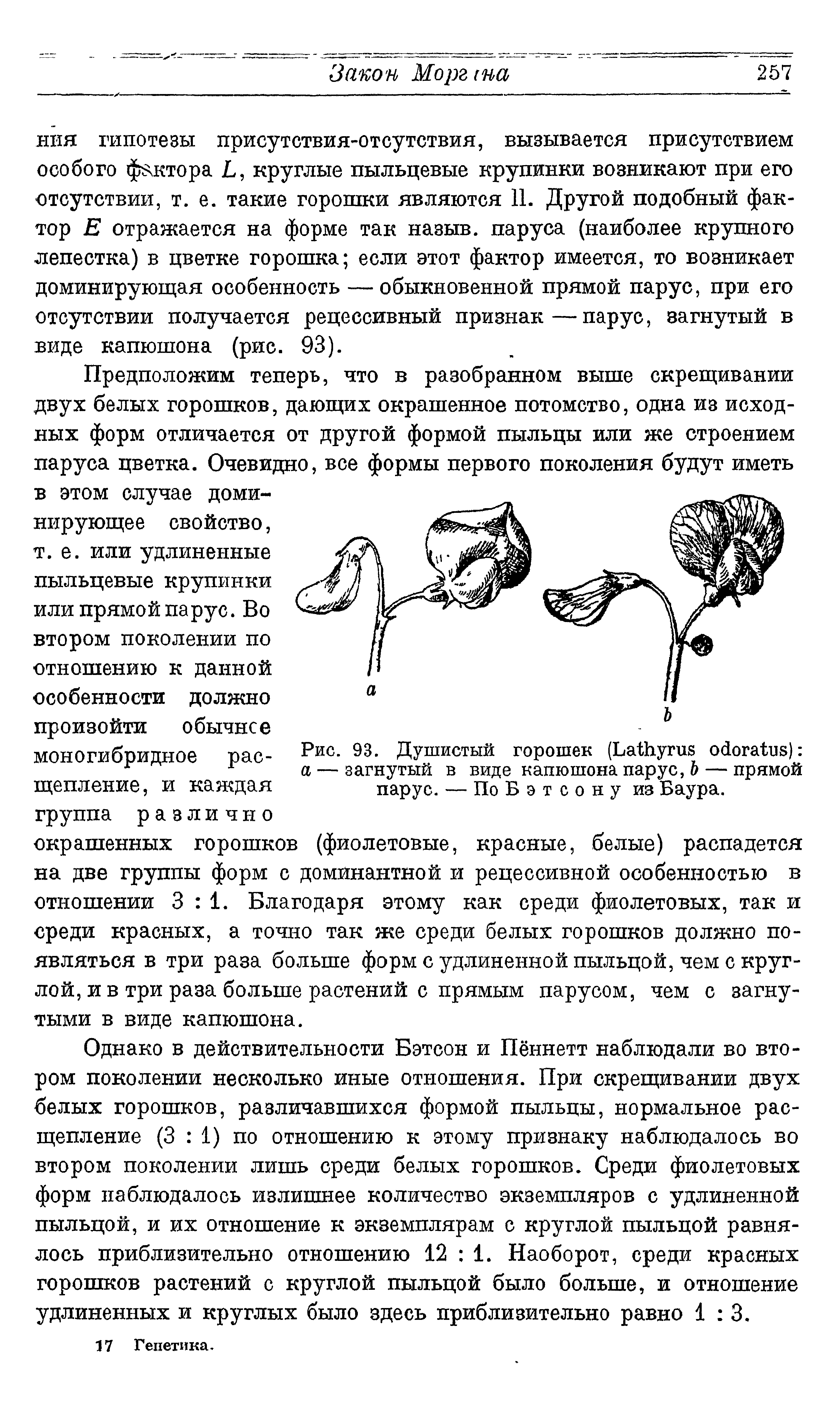 Рис. 93. Душистый горошек (ЬаШугив о га Б) а — загнутый в виде капюшона парус, Ъ — прямой парус. — По Бэтсону из Баура.