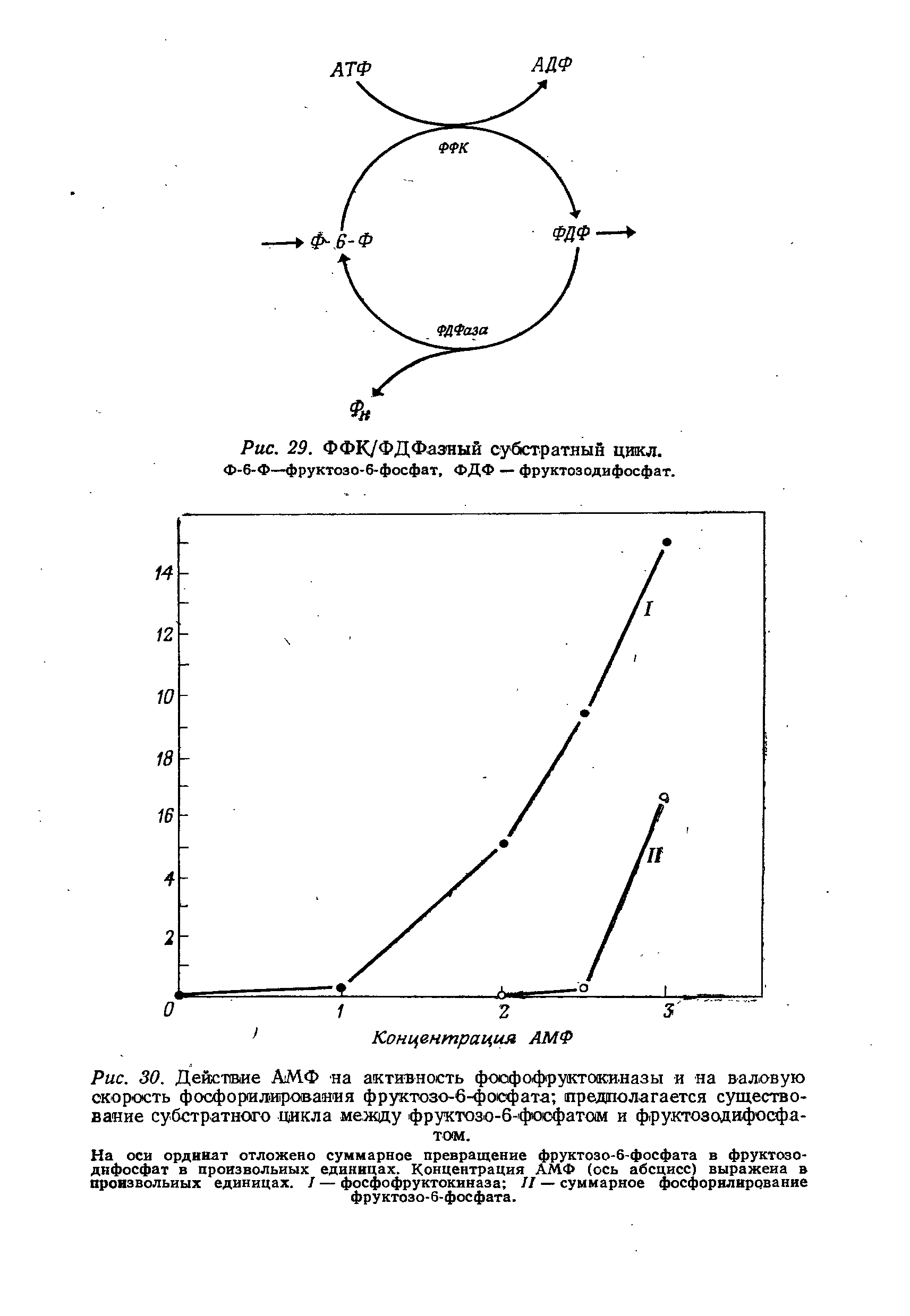 Рис. 30. Действие АМФ на активность фосфофруктокиназы и на валовую скорость фосфорилирования фруктозо-6-фосфата предполагается существование субстратного цикла между фруктозо-6-фосфатом и фруктозодифосфатом.