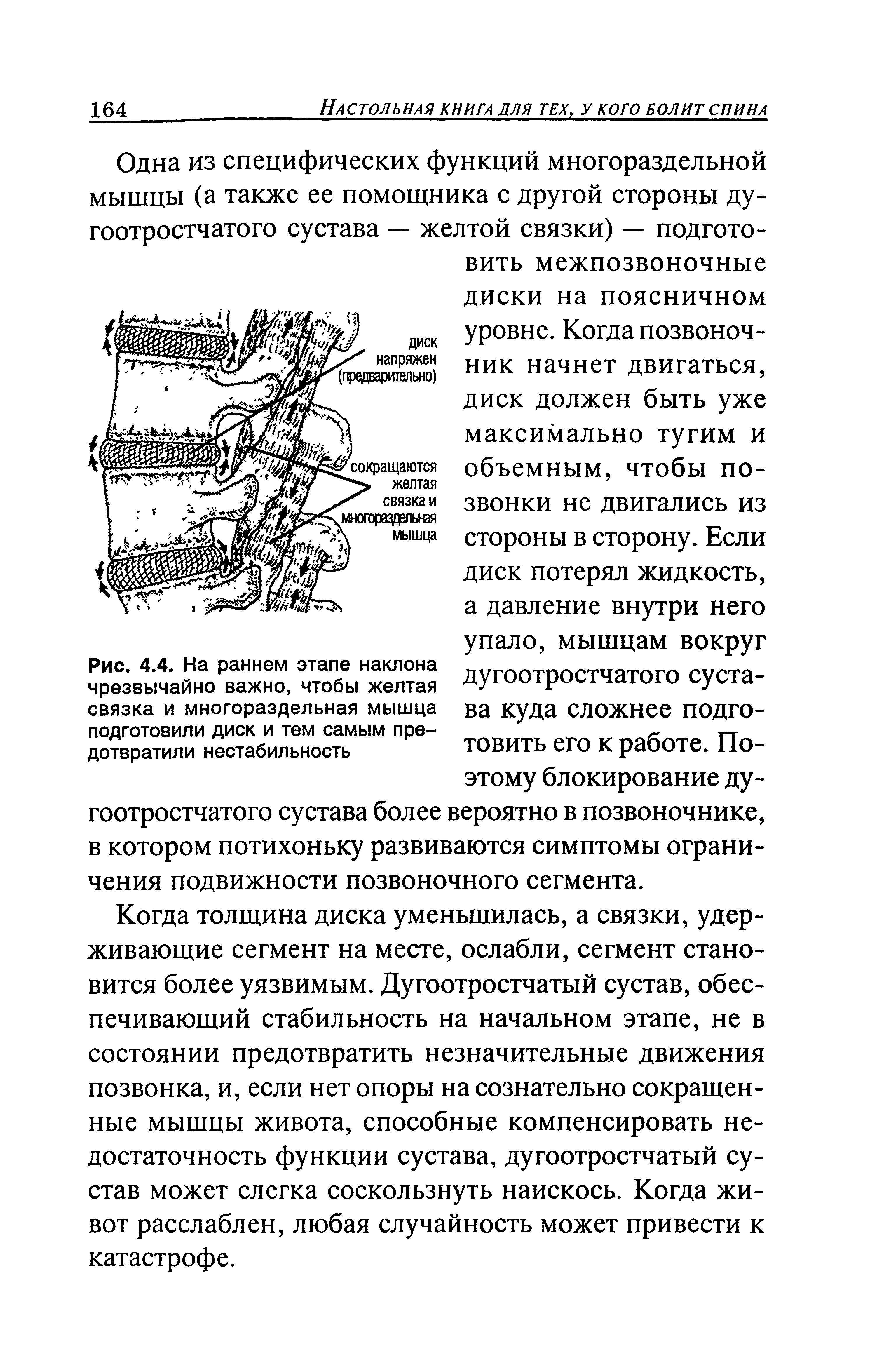 Рис. 4.4. На раннем этапе наклона чрезвычайно важно, чтобы желтая связка и многораздельная мышца подготовили диск и тем самым предотвратили нестабильность...