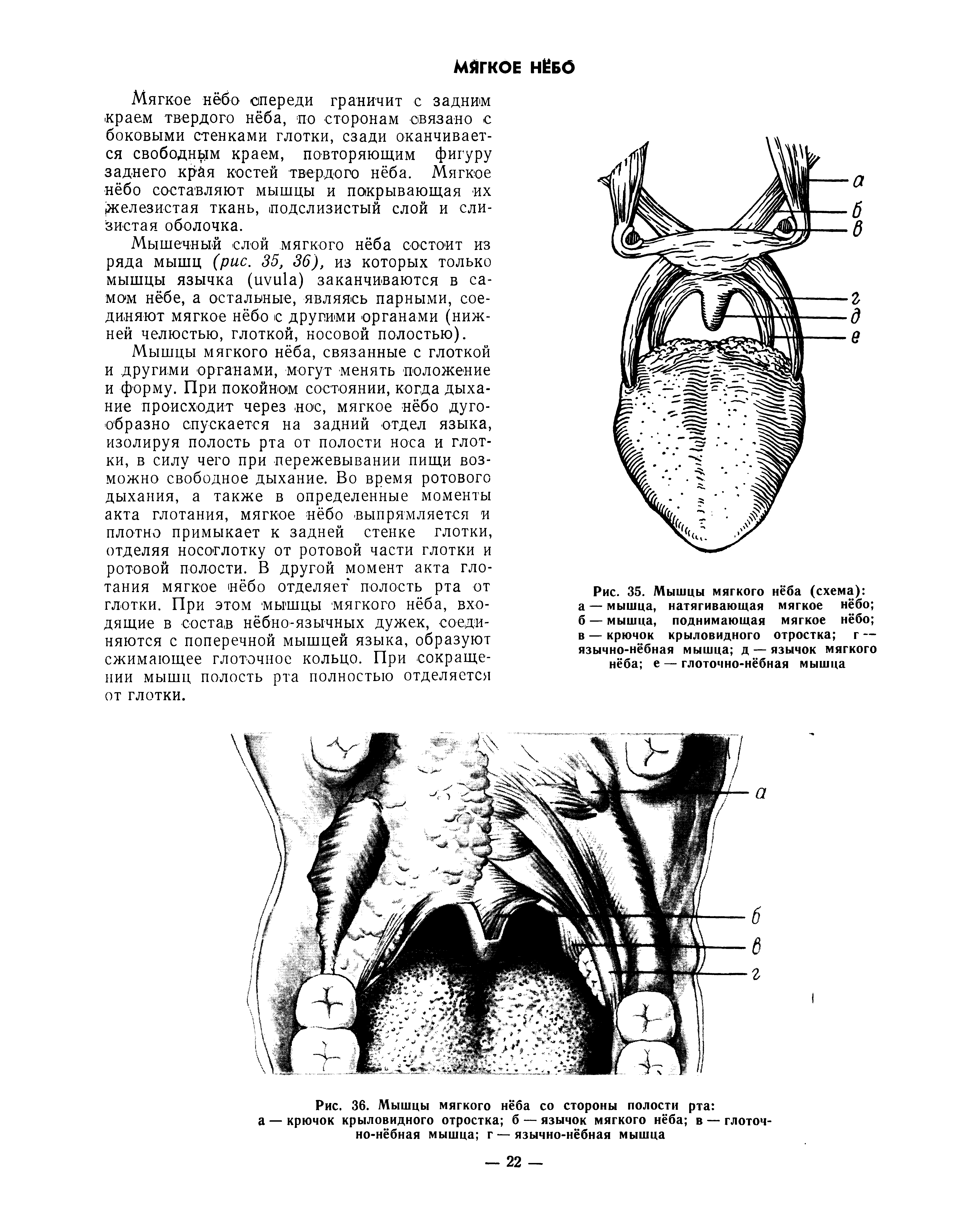 Рис. 35. Мышцы мягкого нёба (схема) а — мышца, натягивающая мягкое нёбо б — мышца, поднимающая мягкое нёбо в — крючок крыловидного отростка г — язычно-нёбная мышца д — язычок мягкого нёба е — глоточно-нёбная мышца...