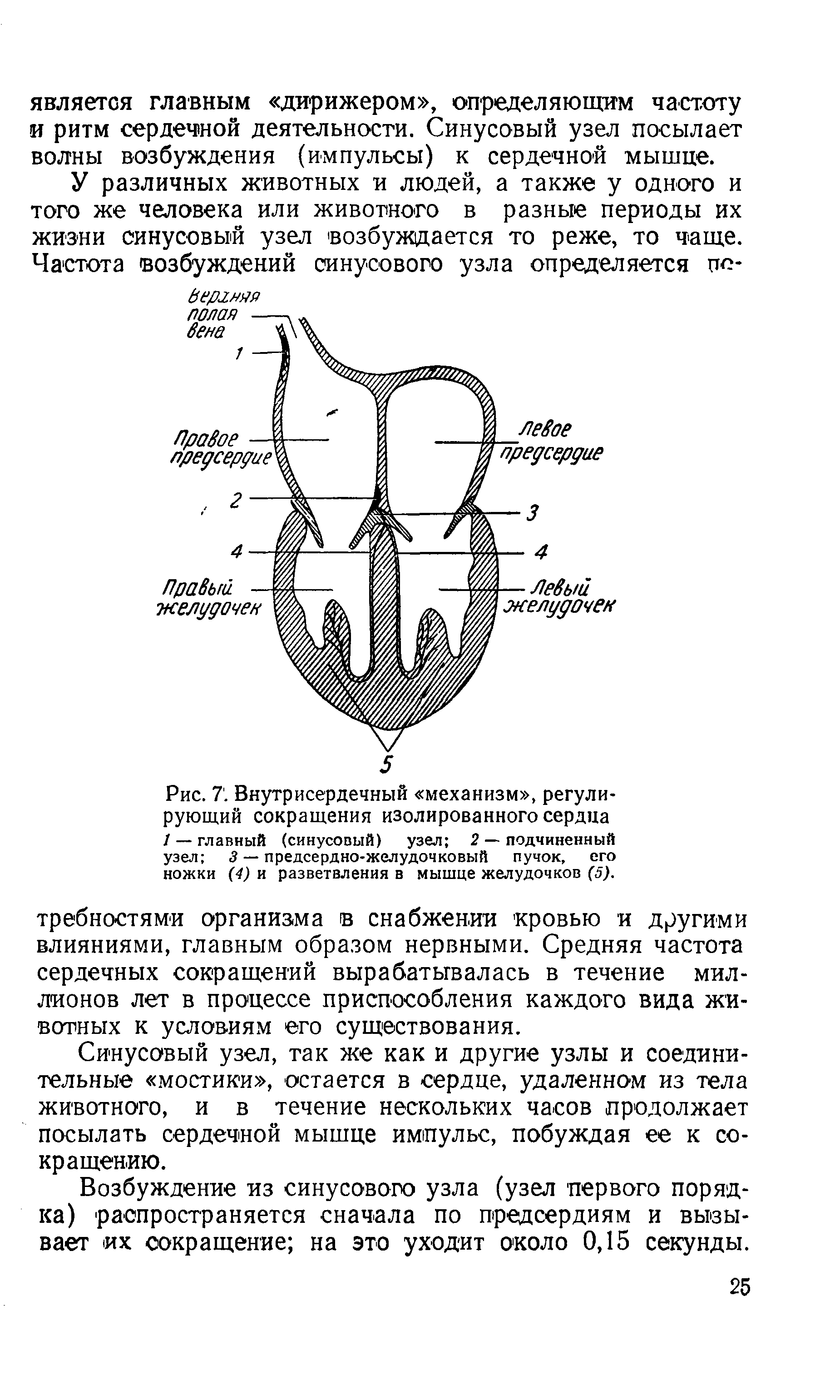 Рис. 7. Внутрисердечный механизм , регулирующий сокращения изолированного сердца 1 — главный (синусовый) узел 2 — подчиненный узел 3 — предсердно-желудочковый пучок, его ножки (4) и разветвления в мышце желудочков (5).