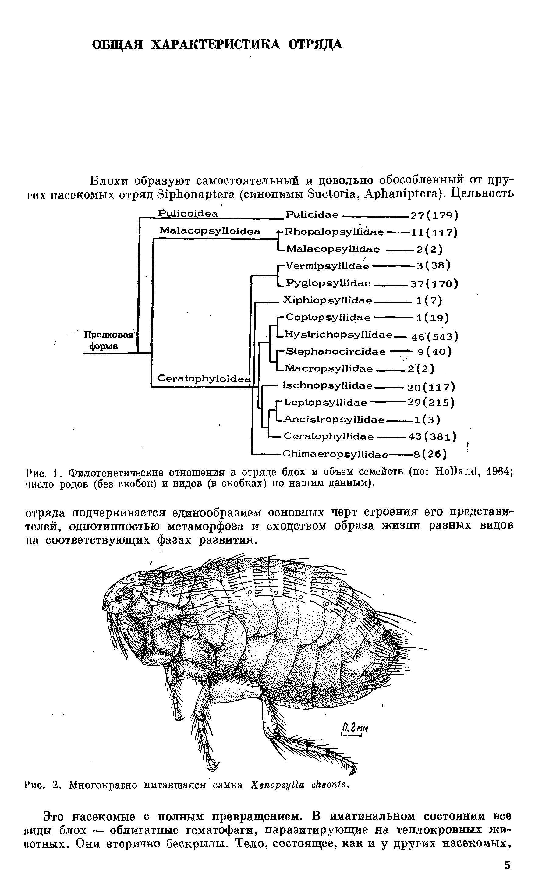 Рис. 1. Филогенетические отношения в отряде блох и объем семейств (по H , 1964 число родов (без скобок) и видов (в скобках) по нашим данным).