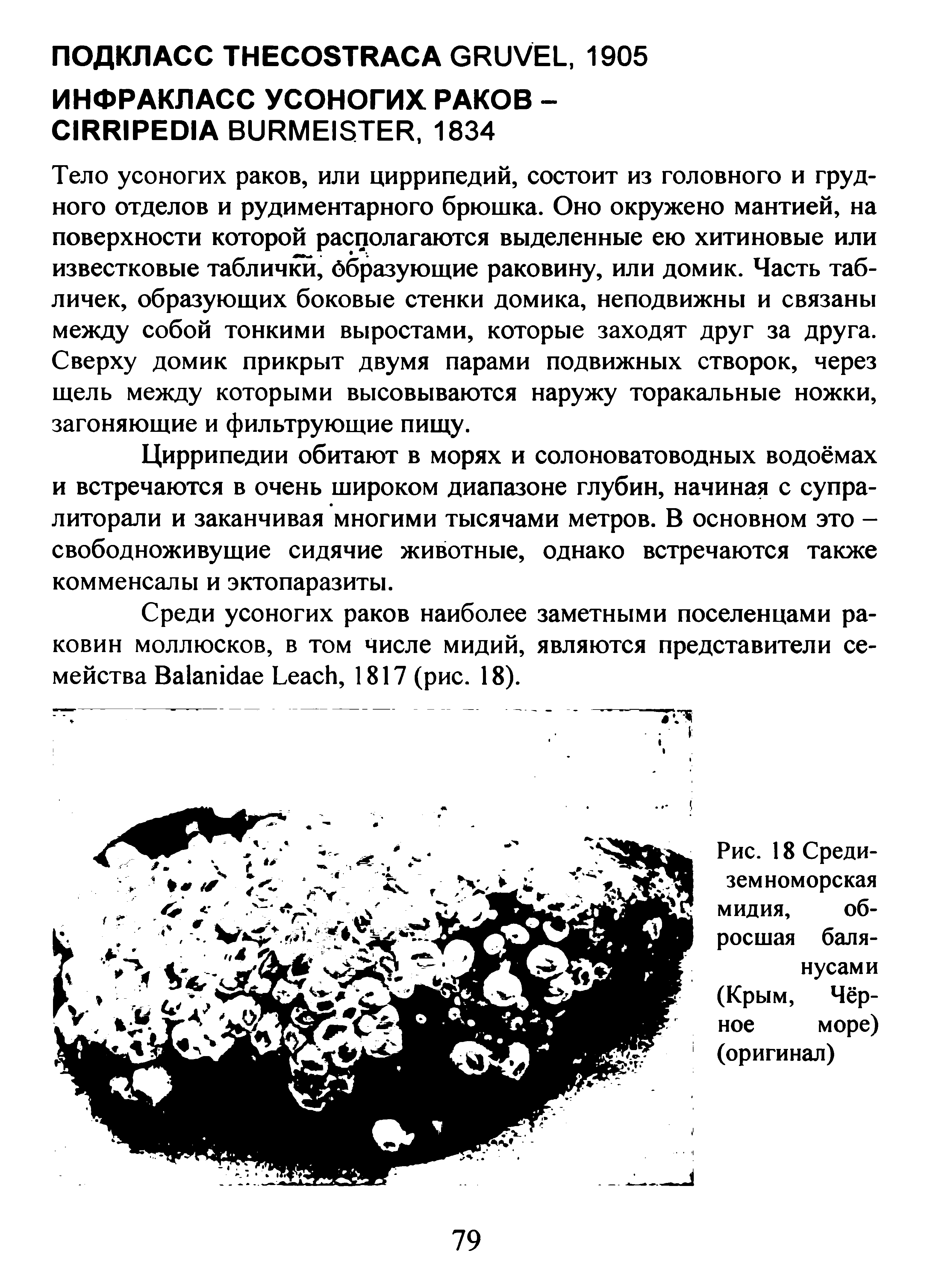 Рис. 18 Средиземноморская мидия, обросшая баля-нусами (Крым, Чёрное море) (оригинал)...