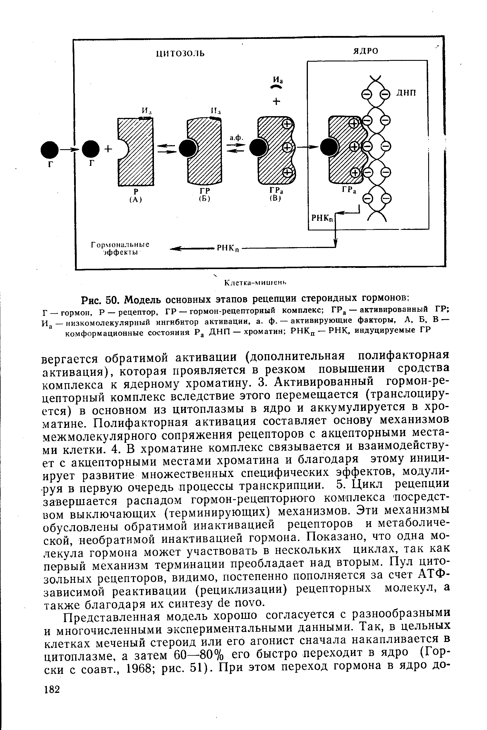 Рис. 50. Модель основных этапов рецепции стероидных гормонов ...