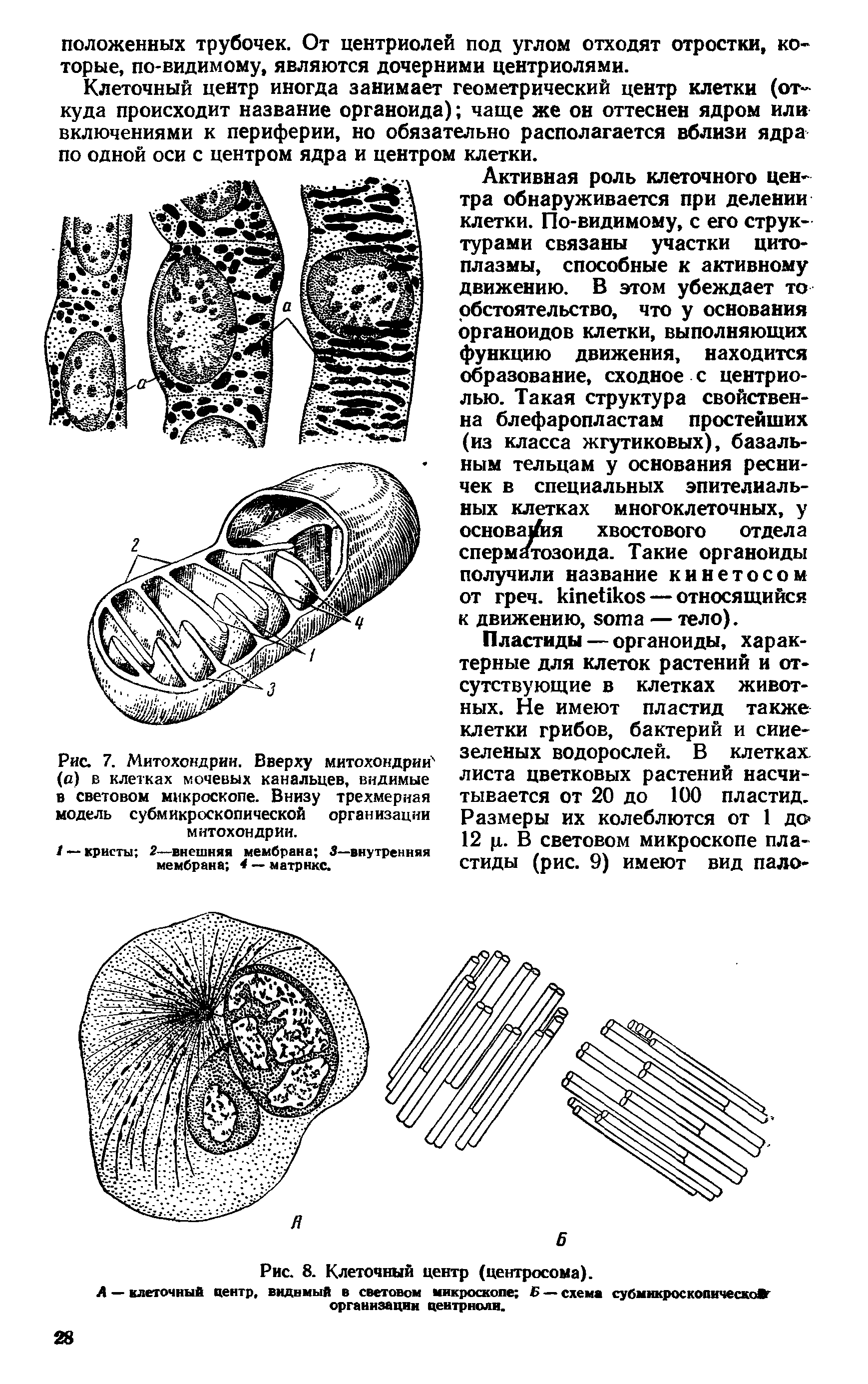 Рис. 7. Митохондрии. Вверху митохондрии (с) в клетках мочевых канальцев, видимые в световом микроскопе. Внизу трехмерная модель субмикроскопической организации митохондрии.