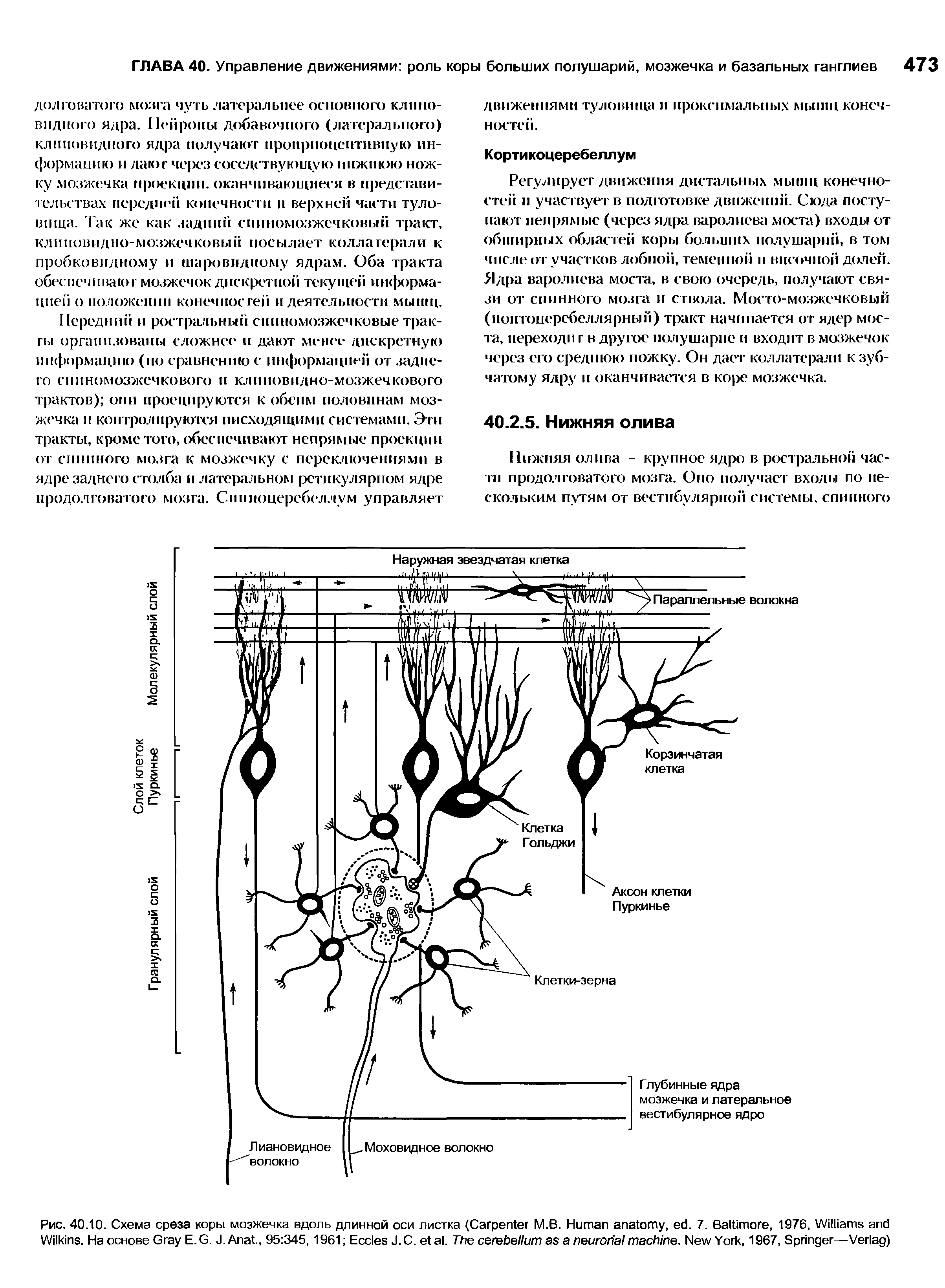 Рис. 40.10. Схема среза коры мозжечка вдоль длинной оси листка (C М.В. H , . 7. B , 1976, W ...