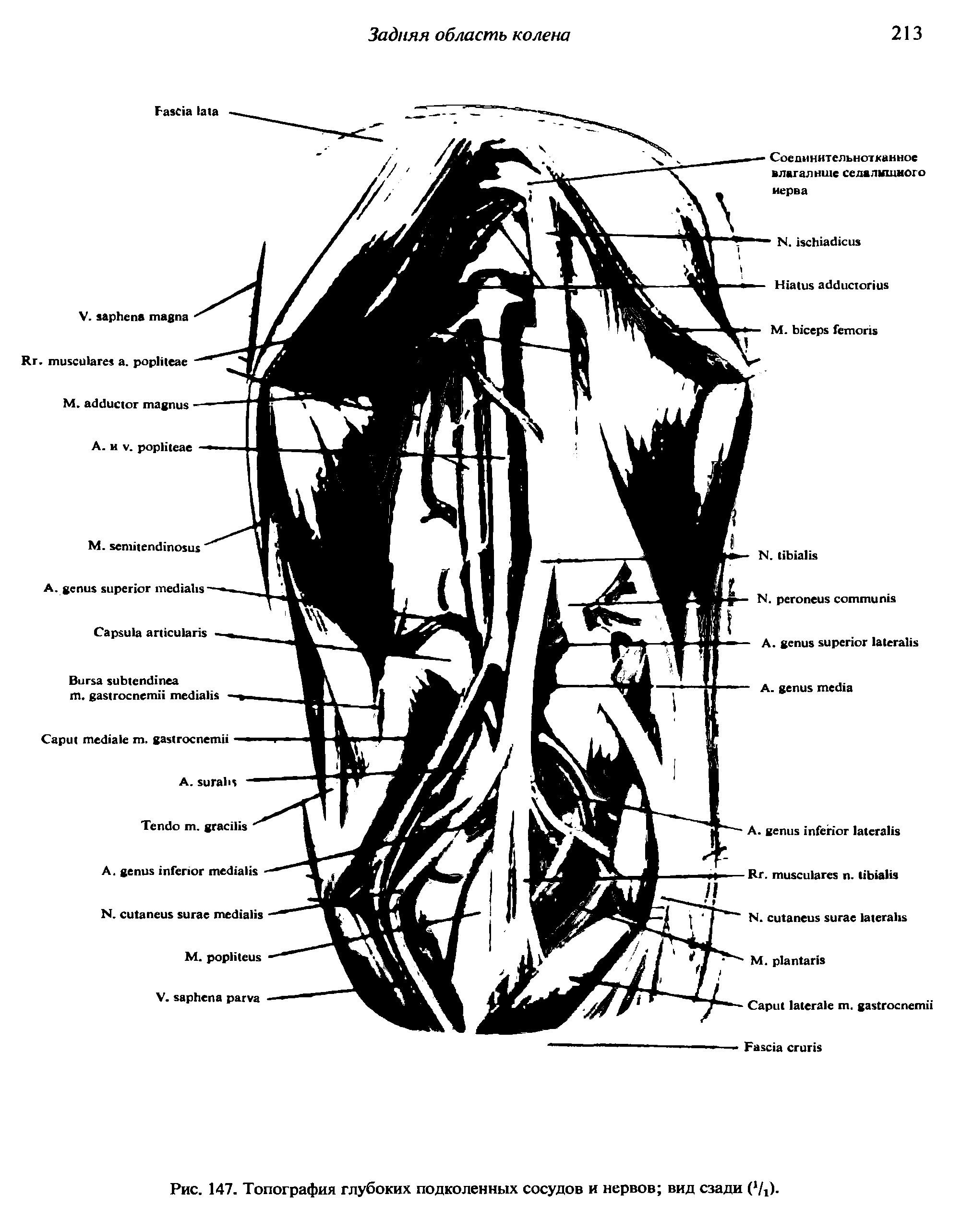 Рис. 147. Топография глубоких подколенных сосудов и нервов вид сзади ( /г).