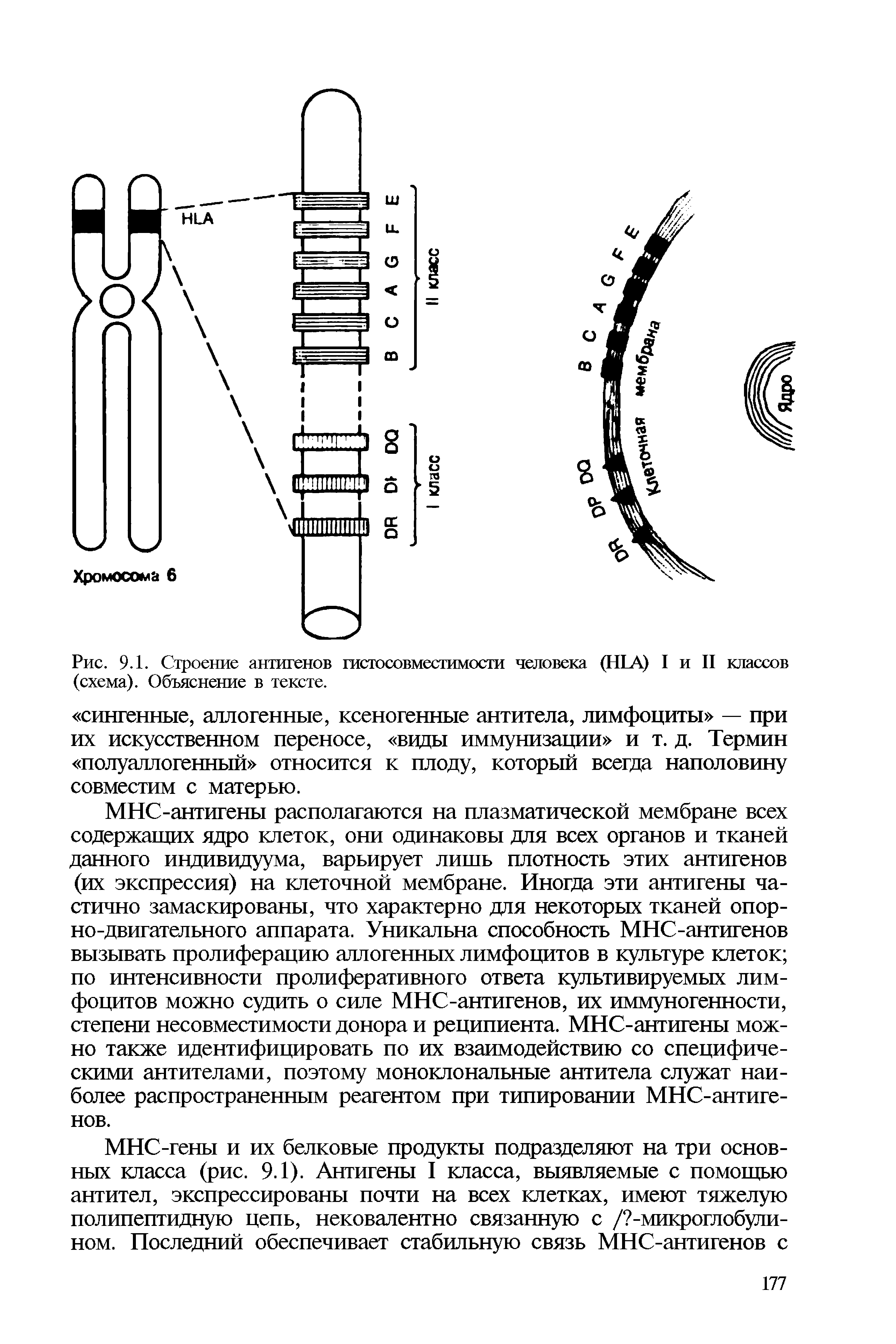 Рис. 9.1. Строение антигенов гистосовместимости человека (IILA) I и II классов (схема). Объяснение в тексте.