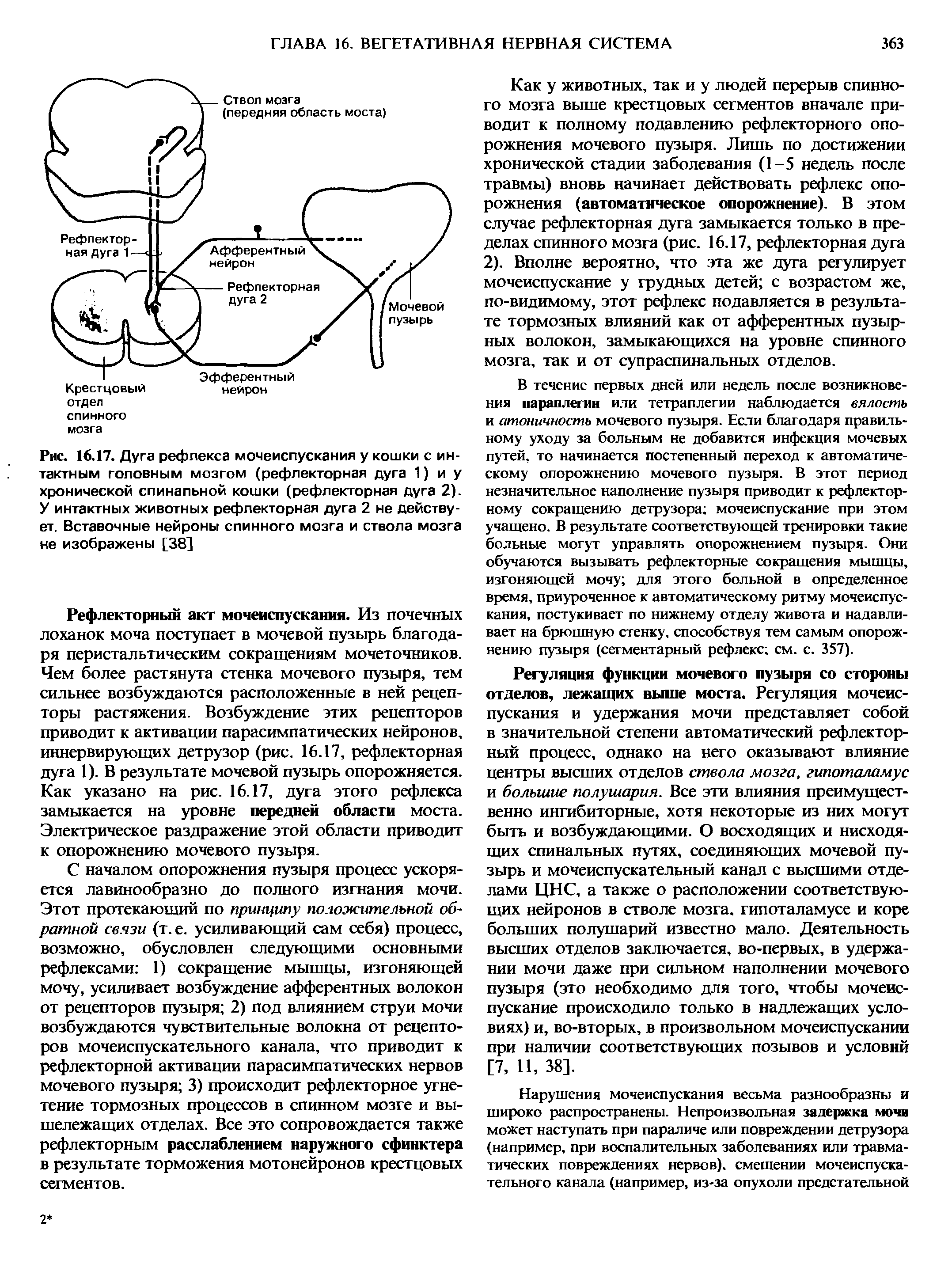 Рис. 16.17. Дуга рефлекса мочеиспускания у кошки с интактным головным мозгом (рефлекторная дуга 1) и у хронической спинальной кошки (рефлекторная дуга 2). У интактных животных рефлекторная дуга 2 не действует. Вставочные нейроны спинного мозга и ствола мозга не изображены [38]...