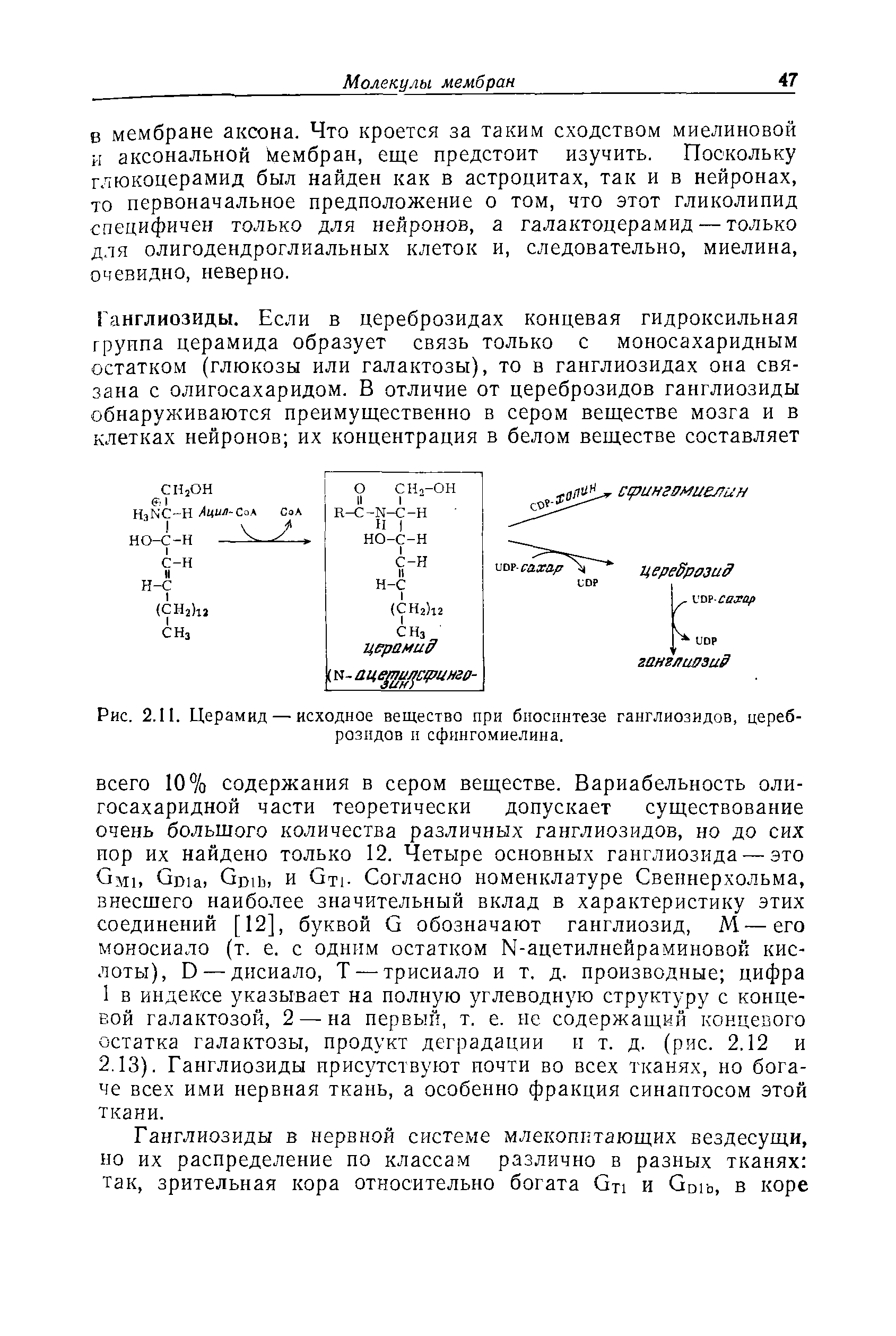 Рис. 2.11. Церамид — исходное вещество при биосинтезе ганглиозидов, цереброзидов и сфингомиелина.